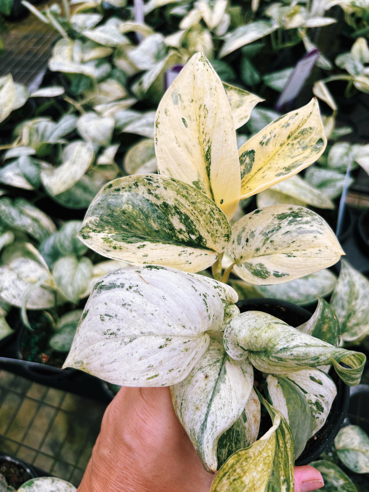 RARE Variegated Scindapsus Treubii Moonlight Tropical House Plant Climbing Aroid 4” Potted growers choice