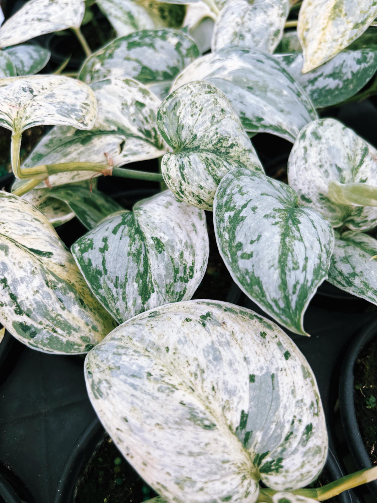 RARE Variegated Scindapsus Treubii Moonlight Tropical House Plant Climbing Aroid 4” Potted growers choice