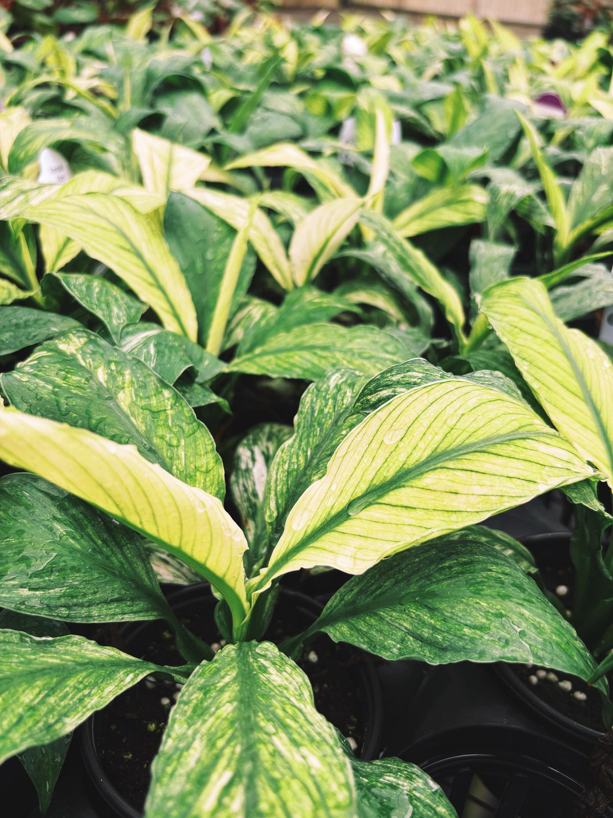 Spathiphyllum Mint Sensation White Variegated live 4” potted plant house plant growers choice