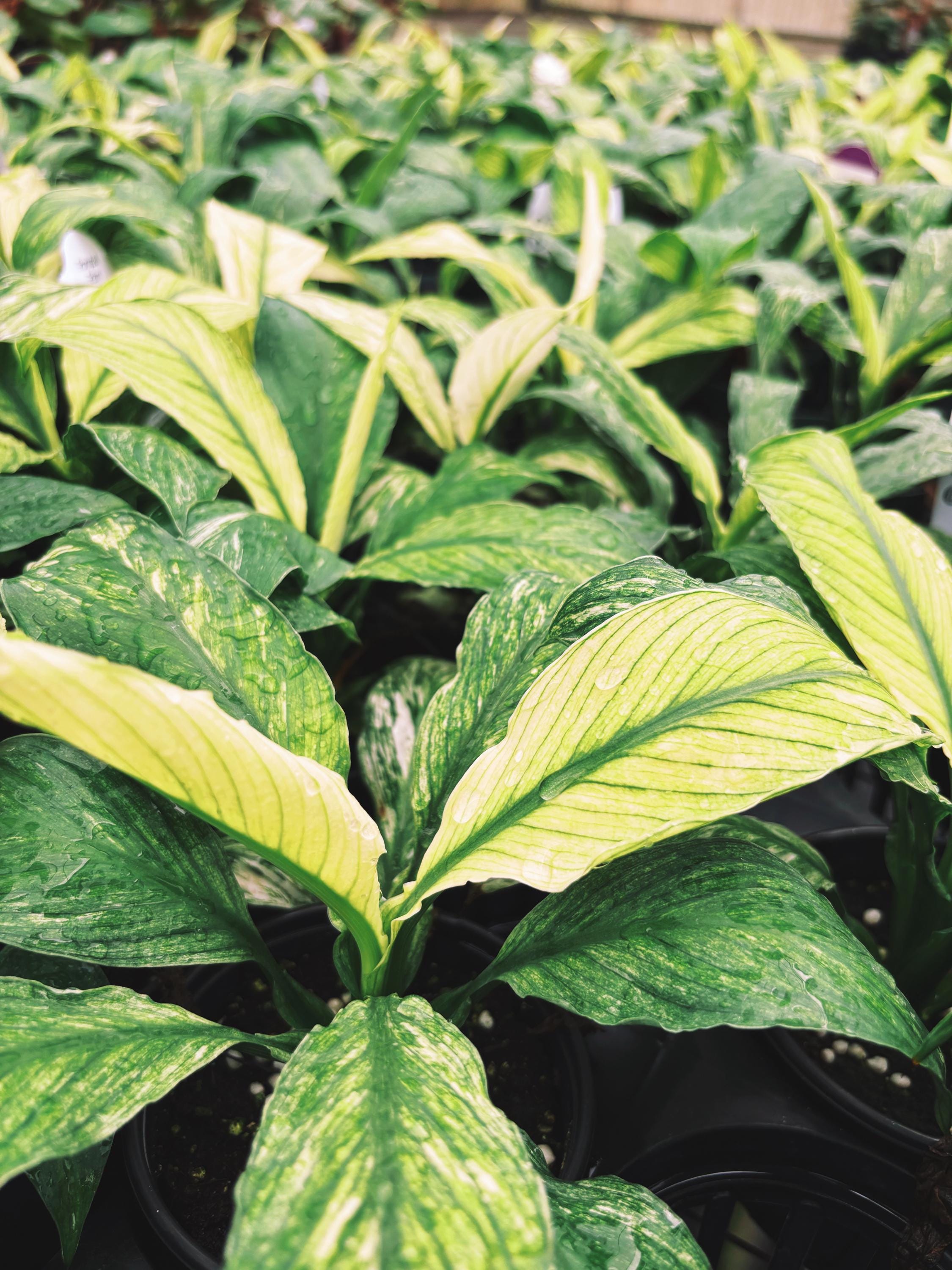 indoor plant mint Spathiphyllum Mint Sensation White Variegated live 4” potted plant hou