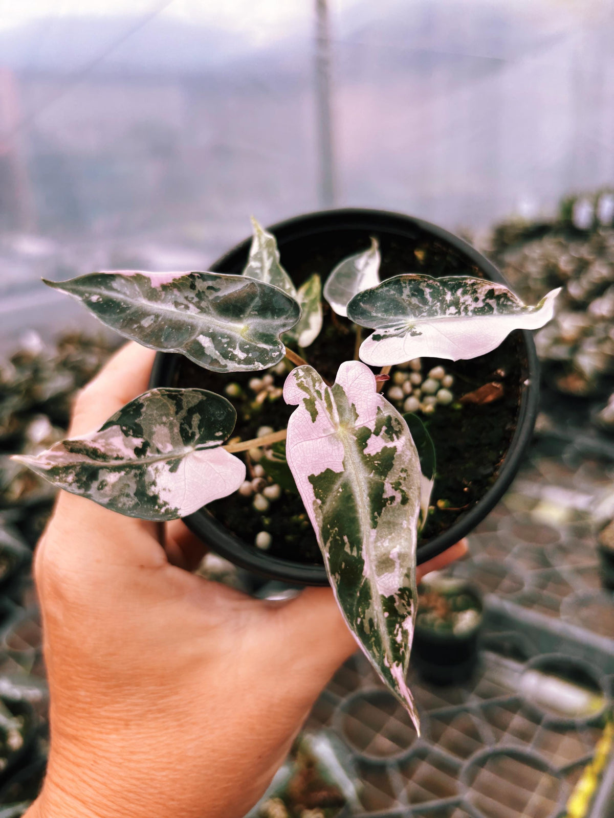 Variegated Alocasia Pink Bambino Albo Marble Jewel Elephant Ear Tropical House Plant Aroid 2” Potted growers choice