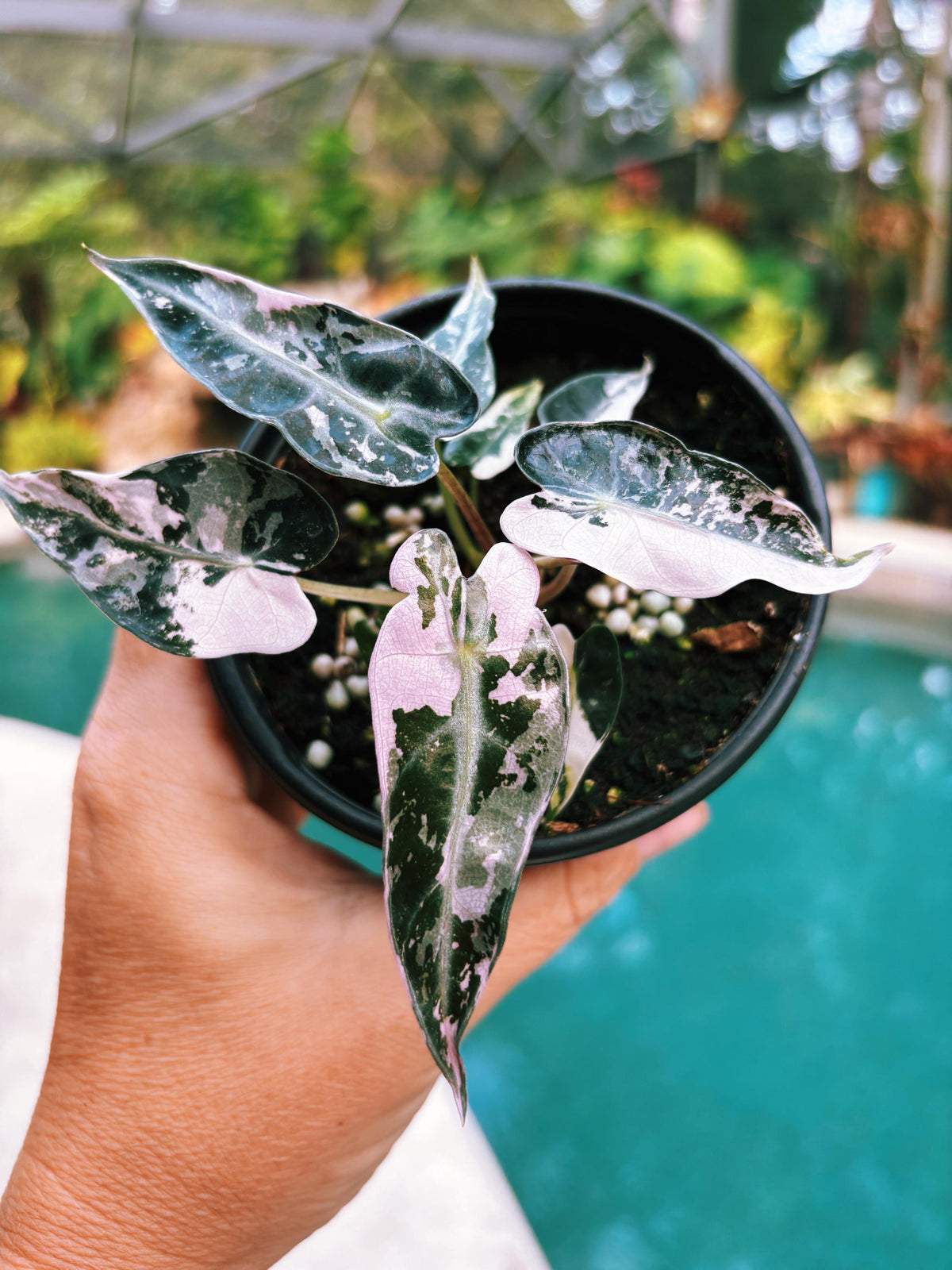 Variegated Alocasia Pink Bambino Albo Marble Jewel Elephant Ear Tropical House Plant Aroid 2” Potted growers choice