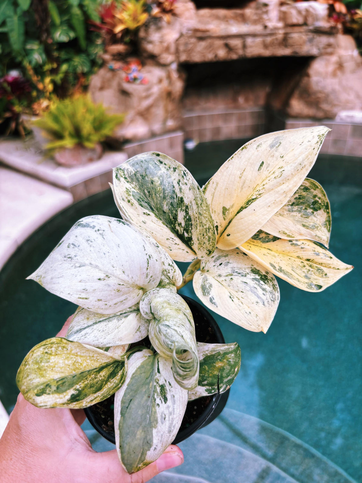 RARE Variegated Scindapsus Treubii Moonlight Tropical House Plant Climbing Aroid 4” Potted growers choice