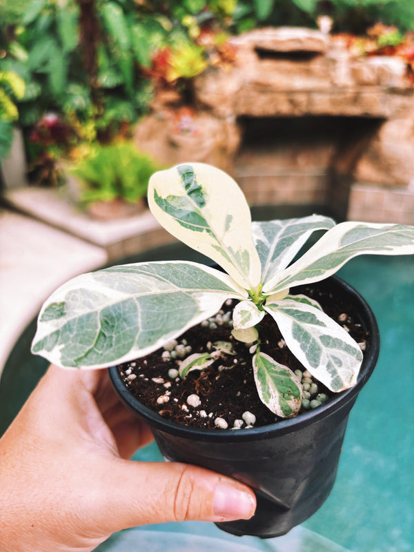 fiddle leaf fig tree variegated Variegated Fiddle Leaf Fig Ficus Lyrata Albo 3” pot potted house starter  Plant growers choice
