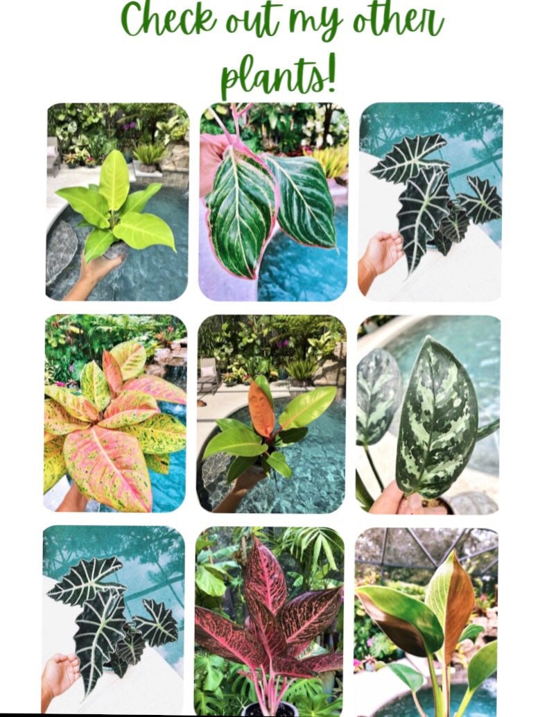 philodendron gloriosum vs zebra Philodendron Gloriosum Zebra Aroid 4” pot potted house Plant