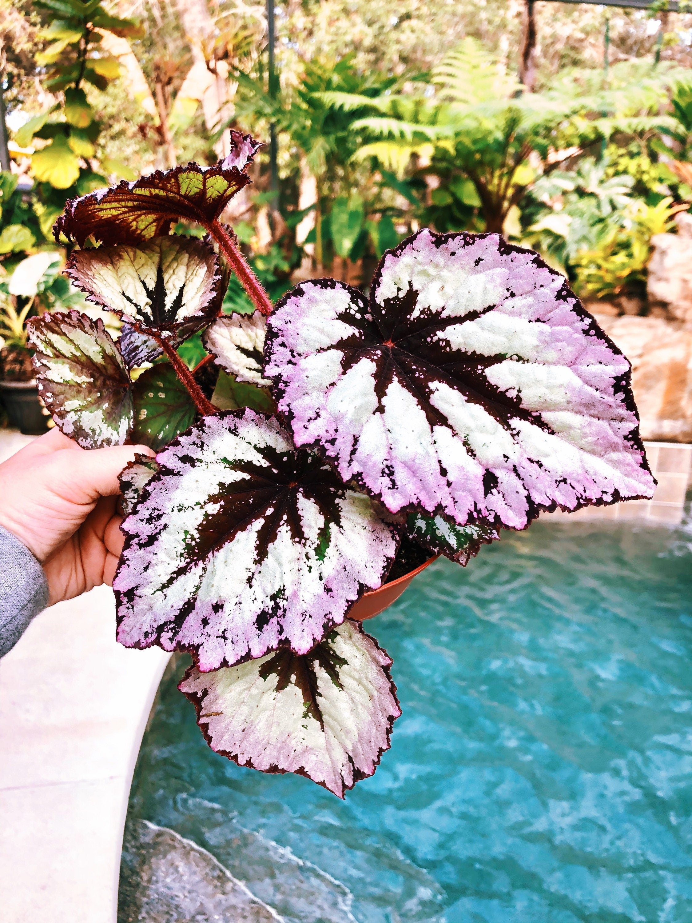 begonia rex indoor plant Rex Begonia 'Fire Woman' Purple Gray Variegated Live House Plant Potte