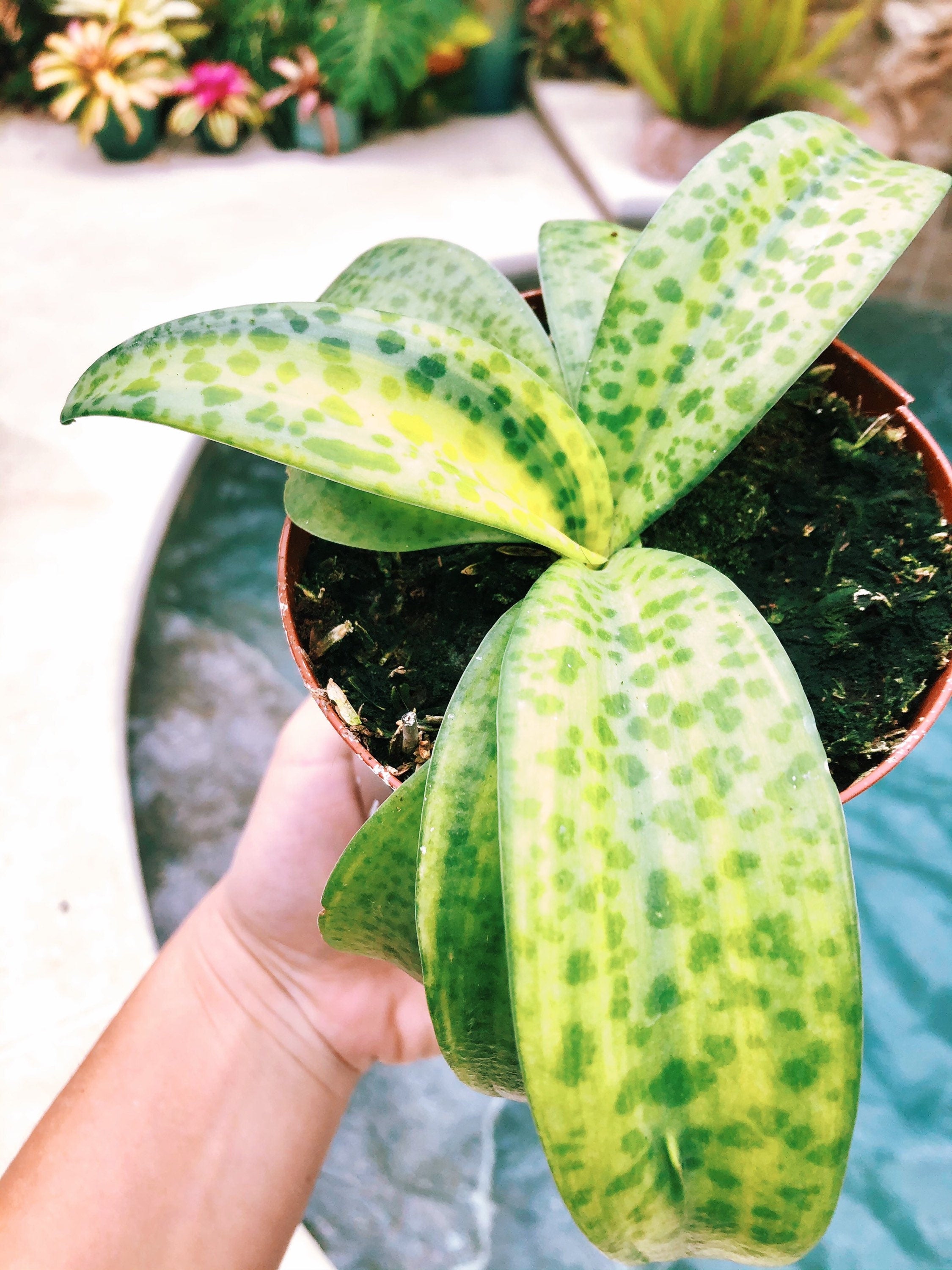 leopard spotted succulent Variegated Leopard Lily Silver Squill Scilla Passiflora Orchid succule