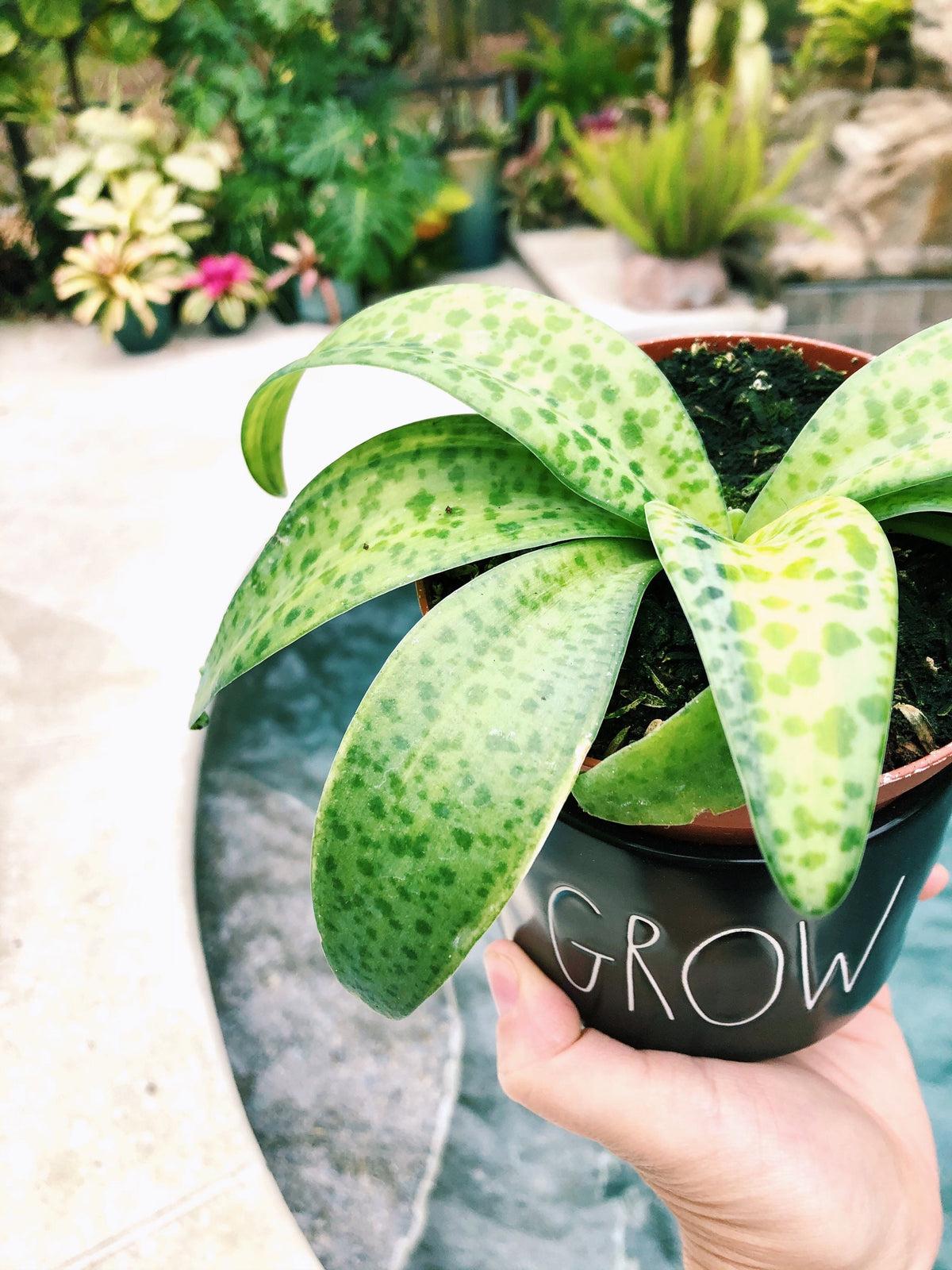 Variegated Leopard Lily Silver Squill Scilla Passiflora Orchid succulent Live 4” Pot unique House Plant gift