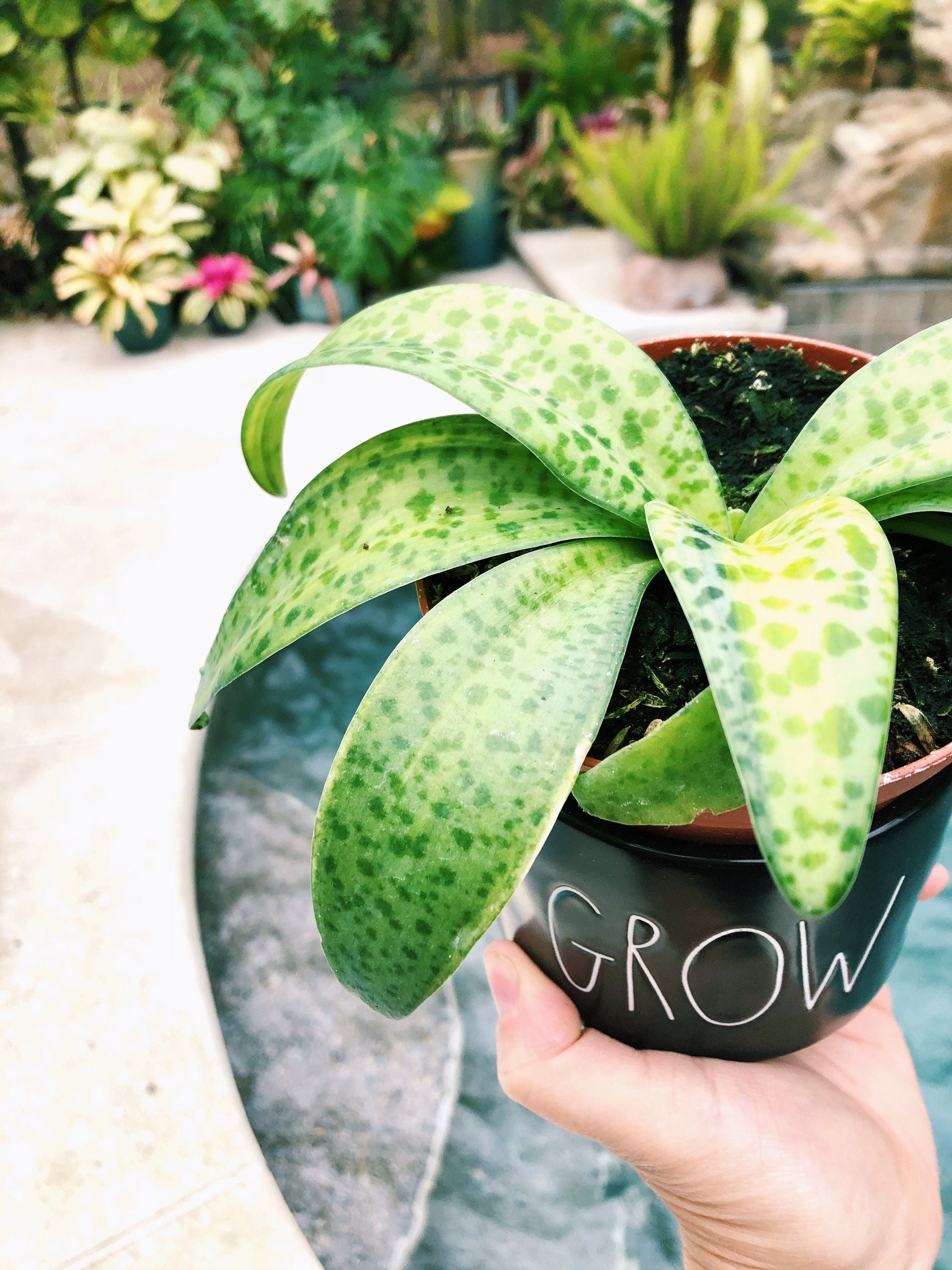 leopard lily houseplant flower Variegated Leopard Lily Silver Squill Scilla Passiflora Orchid succule