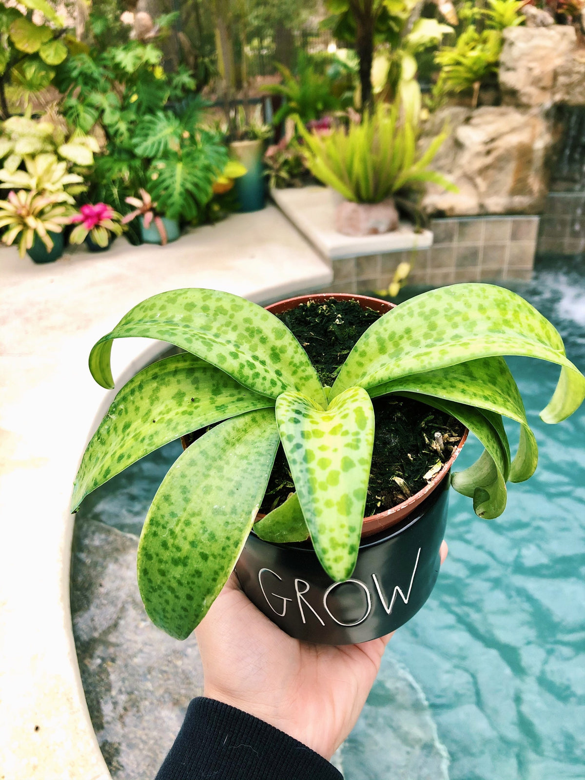Variegated Leopard Lily Silver Squill Scilla Passiflora Orchid succulent Live 4” Pot unique House Plant gift