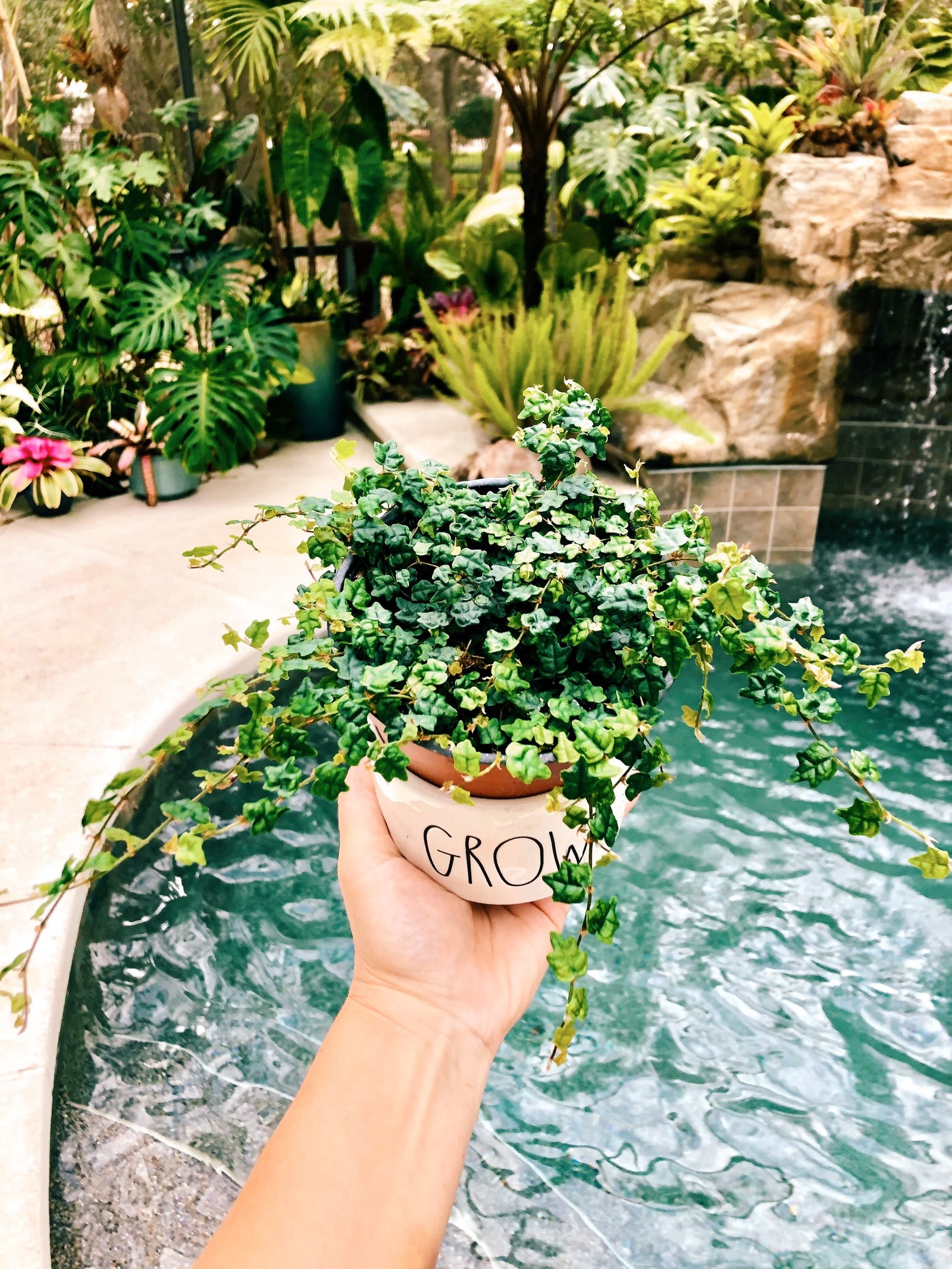 Ficus pumila 'Quercifolia' mini oakleaf creeping fig String of Frogs Trailing House Plant 4” Potted