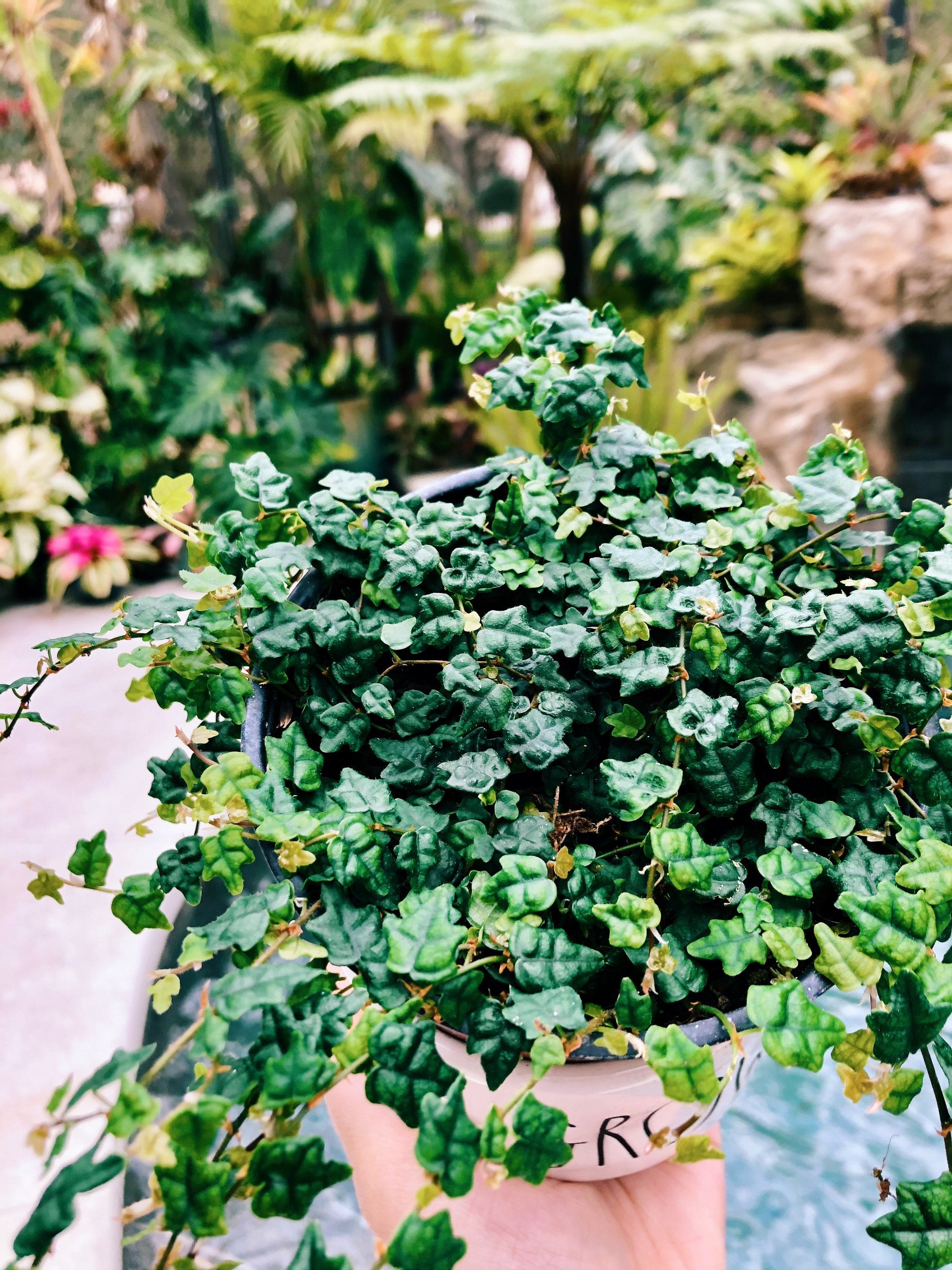 string of frogs succulent Ficus pumila 'Quercifolia' mini oakleaf creeping fig String of Frogs T