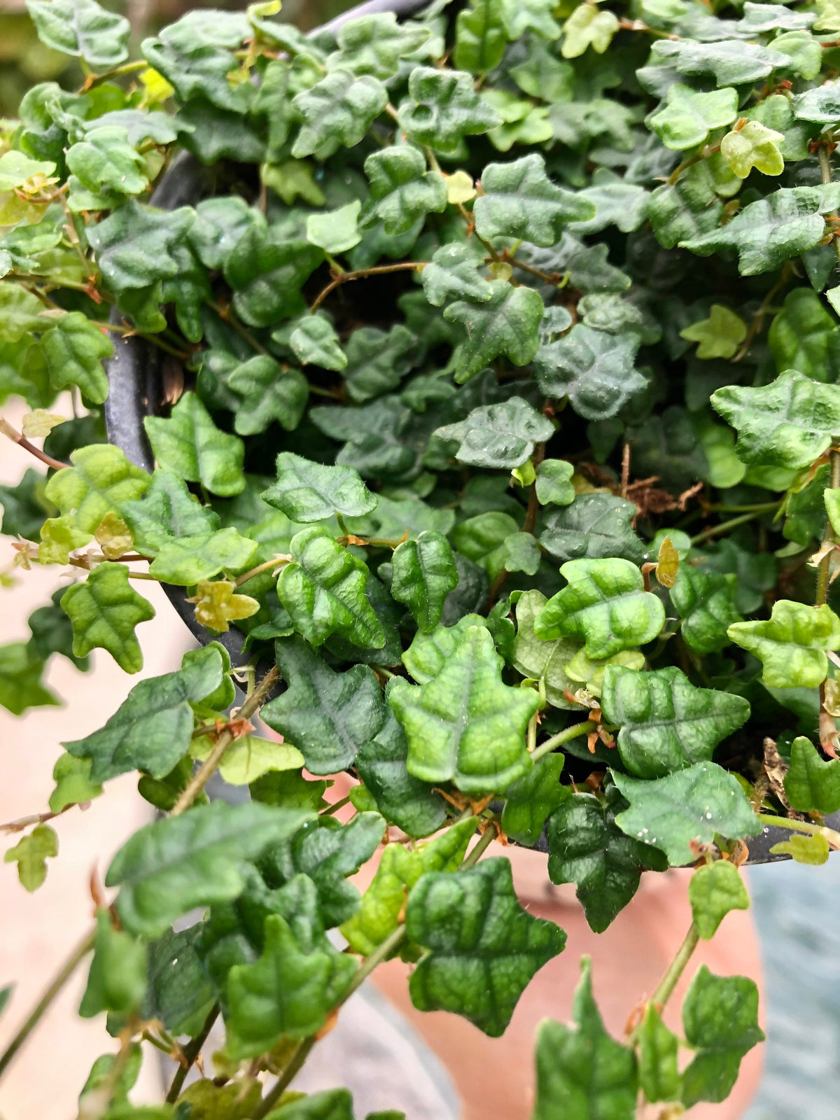 Ficus pumila &#39;Quercifolia&#39; mini oakleaf creeping fig String of Frogs Trailing House Plant 4” Potted