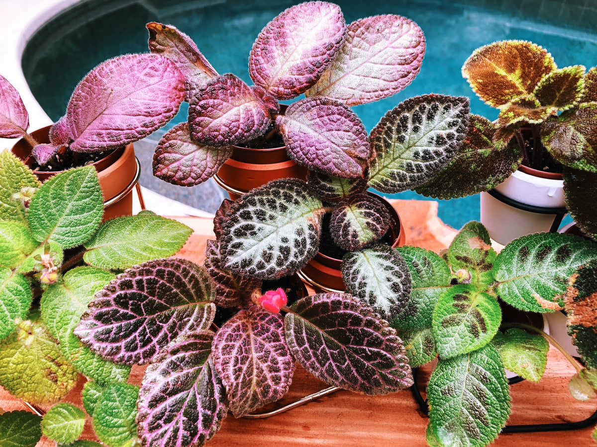 Episcia Strawberry Mist African Flame Violet flowering metallic velvet ...