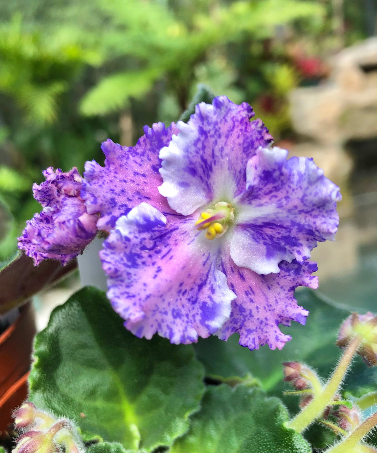 Live house plant variegated fantasy bloom African Violet Harmony’s ‘Amour Elite’ garden 4” pot flower Potted gift