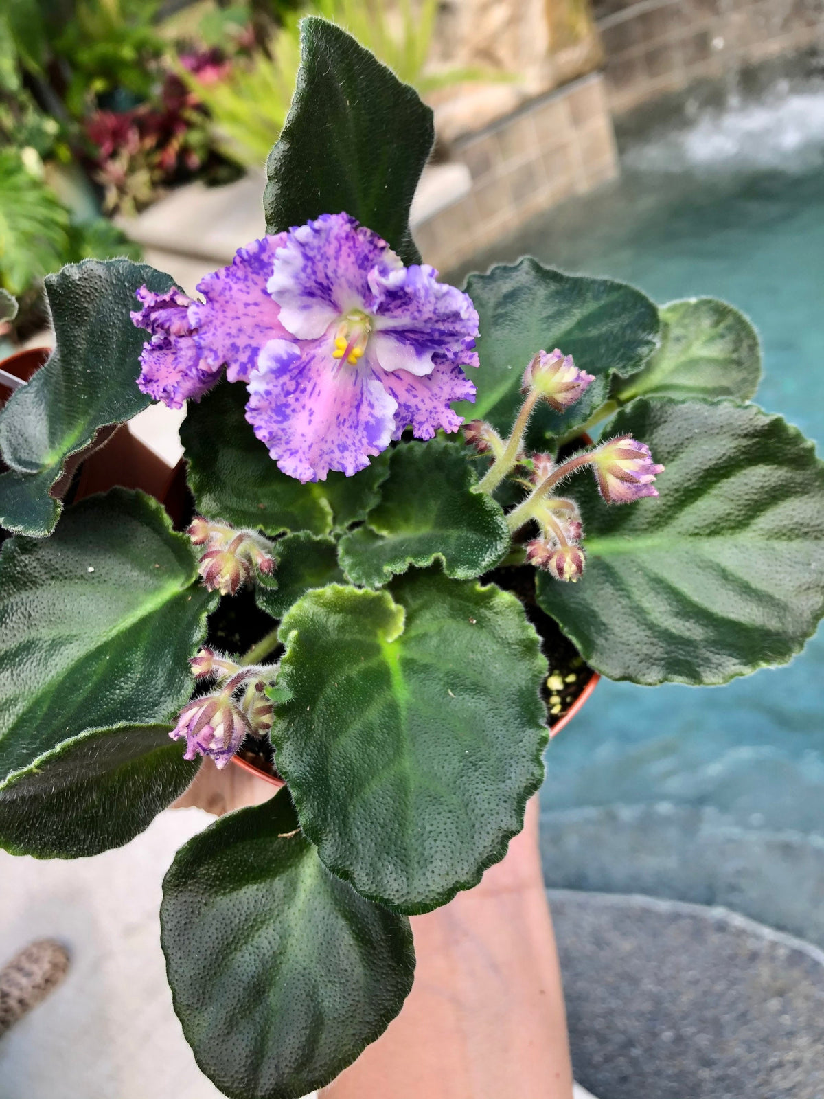 Live house plant variegated fantasy bloom African Violet Harmony’s ‘Amour Elite’ garden 4” pot flower Potted gift