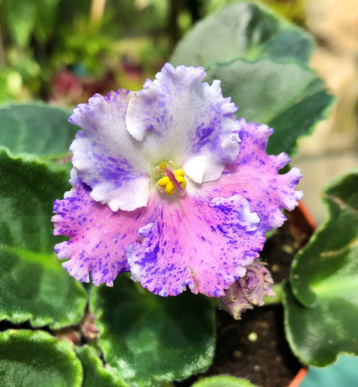 Live house plant variegated fantasy bloom African Violet Harmony’s ‘Amour Elite’ garden 4” pot flower Potted gift