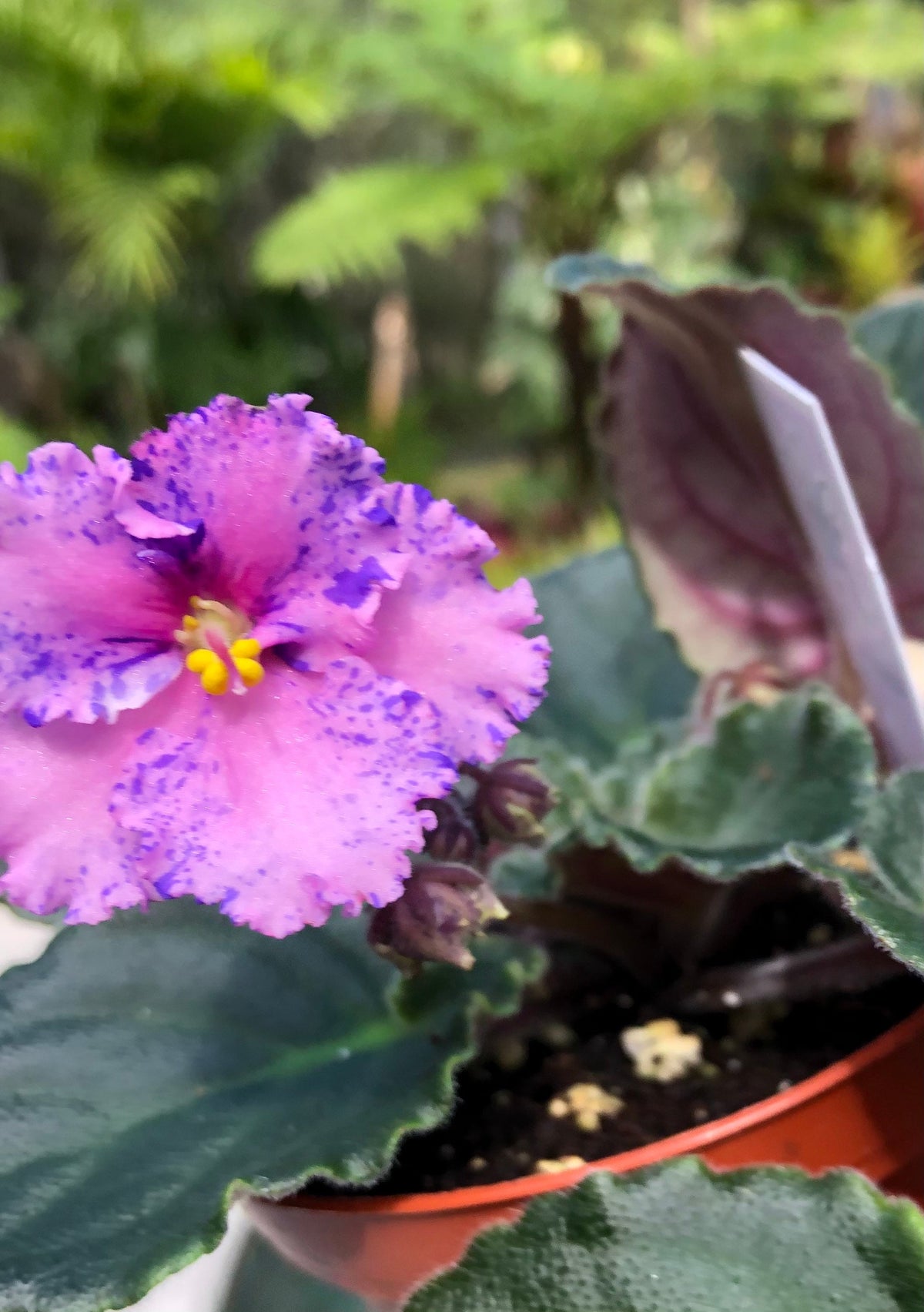 Live house plant variegated fantasy bloom African Violet Harmony’s ‘Amour Elite’ garden 4” pot flower Potted gift
