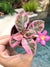Episcia ‘Pink Smoke’ variegated African Flame Violet flowering metallic velvet live House pixie garden terrarium 2” Potted gift