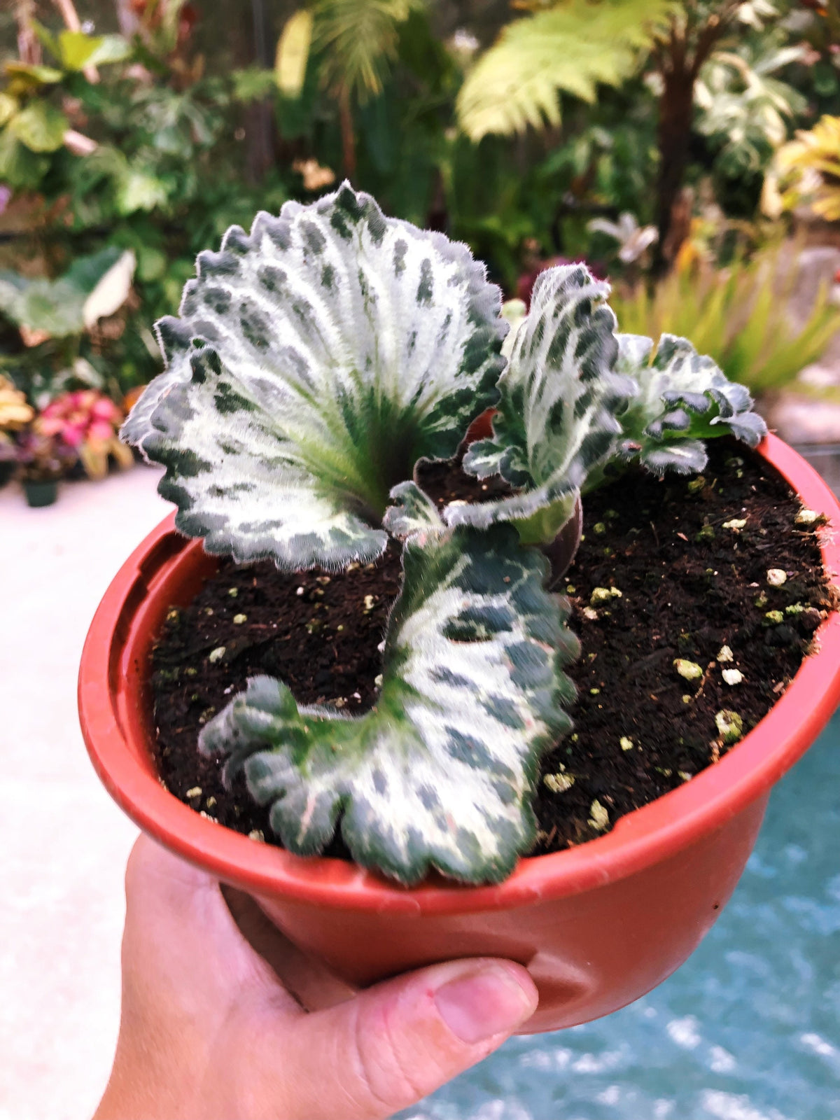 RARE Primulina Chirita ‘Curly Loki’ Gesneriad Live house plant African Violet Potted 6” Hanging Basket