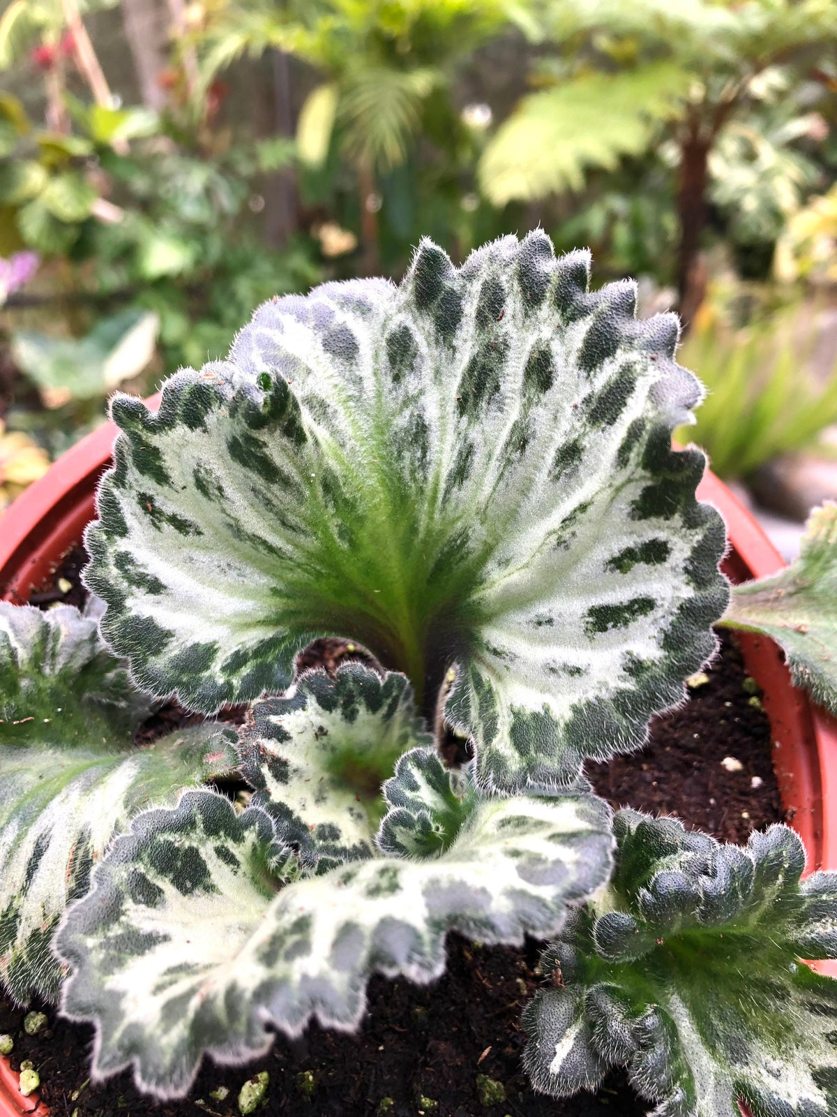 RARE Primulina Chirita ‘Curly Loki’ Gesneriad Live house plant African Violet Potted 6” Hanging Basket