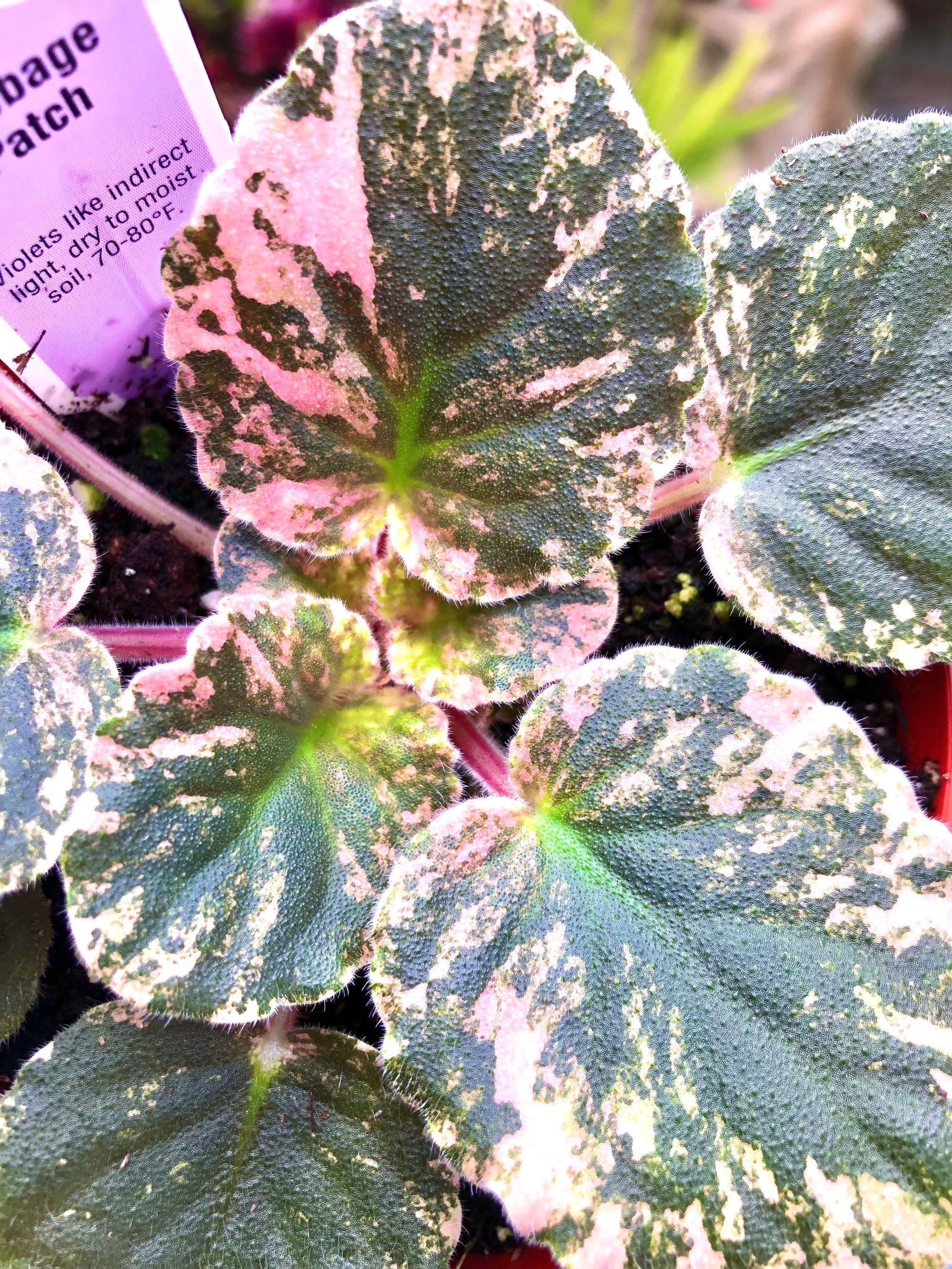 Live house plant variegated African Violet Harmonys Cabbage Patch flowering garden 4 flower Potted gift