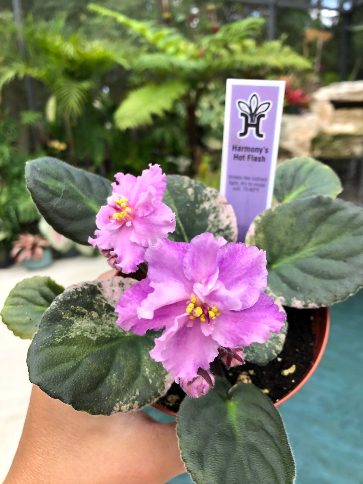 Live house plant variegated African Violet Harmony’s ‘Hot Flash’ pixie garden 4” flower Potted gift