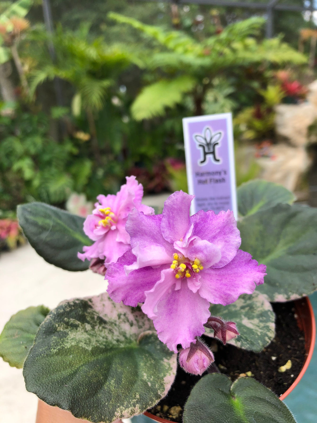 Live house plant variegated African Violet Harmony’s ‘Hot Flash’ pixie garden 4” flower Potted gift