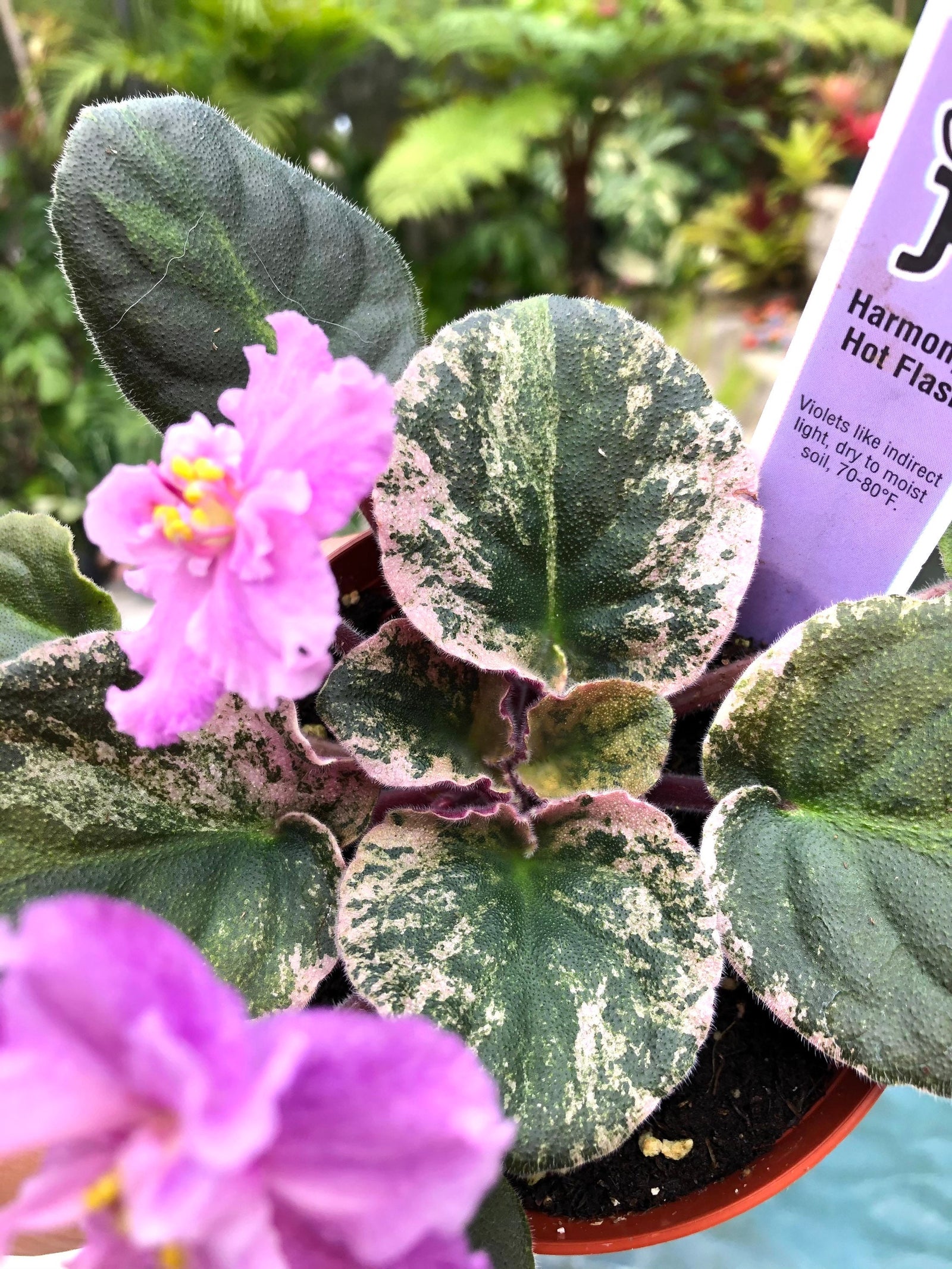 Live house plant variegated African Violet Harmony’s ‘Hot Flash’ pixie garden 4” flower Potted gift