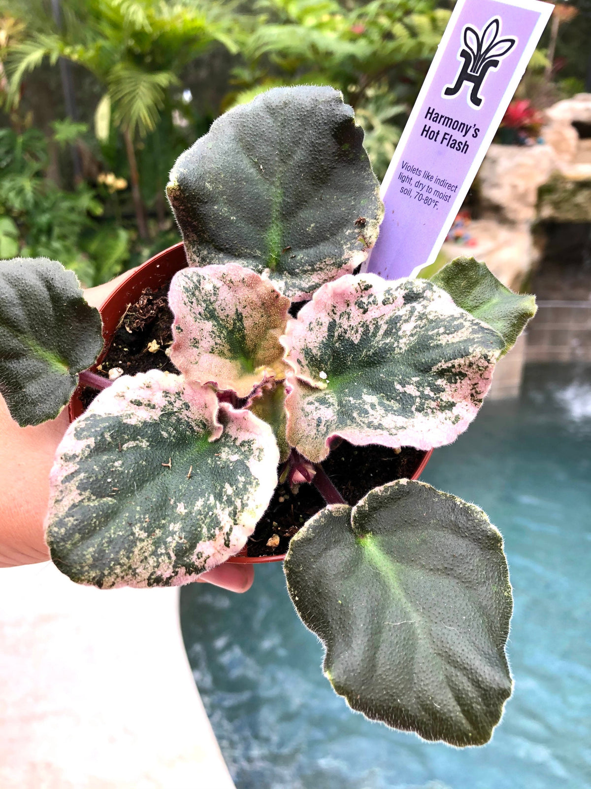 Live house plant variegated African Violet Harmony’s ‘Hot Flash’ pixie garden 4” flower Potted gift