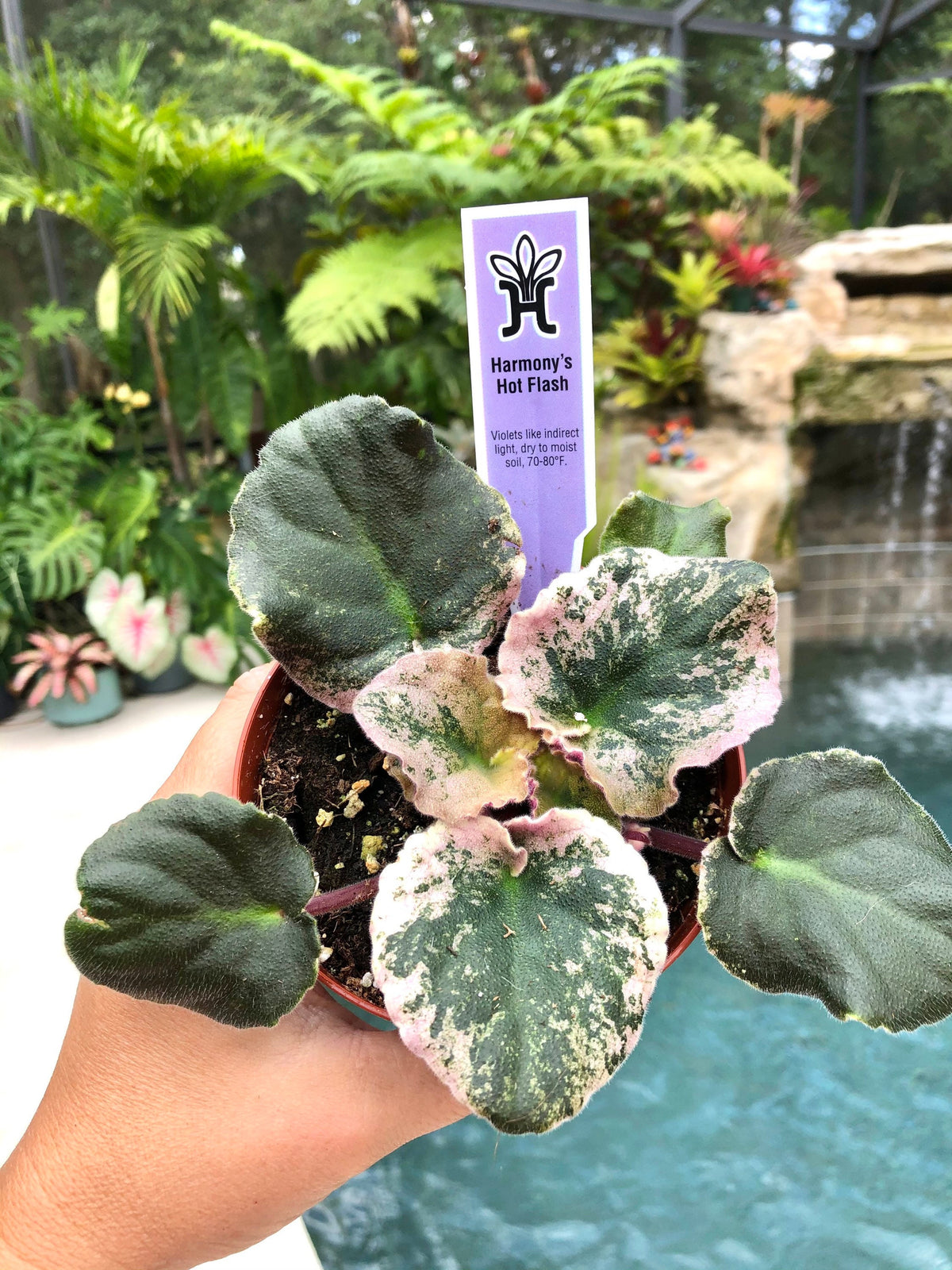 Live house plant variegated African Violet Harmony’s ‘Hot Flash’ pixie garden 4” flower Potted gift