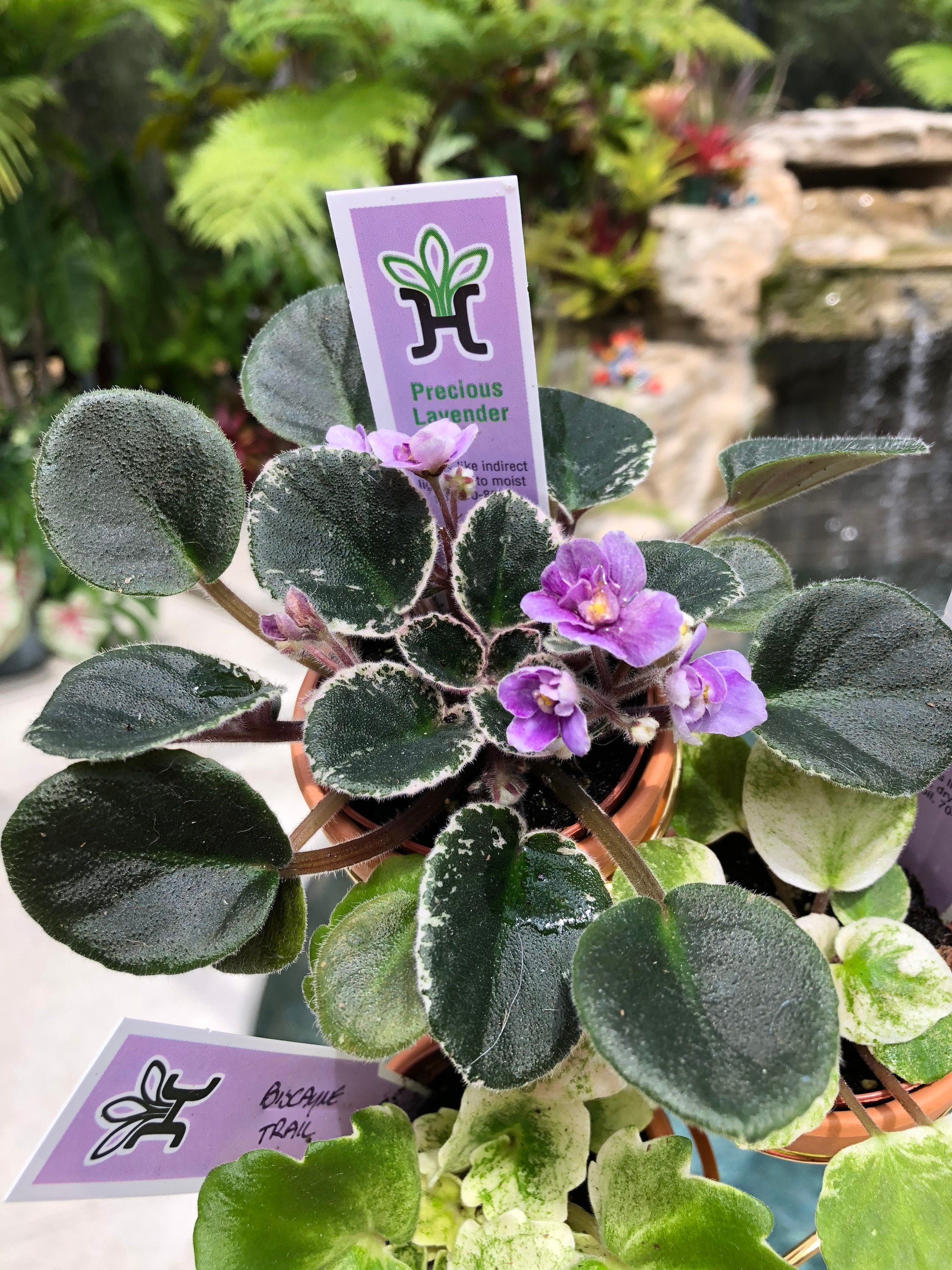 African Violet Flower Essence - Nature's Remedies – Nature's Remedies by  Silver Pines Farm