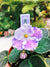 Live house plant variegated fantasy bloom African Violet Harmony’s ‘Snow Edelweiss’ garden 4” in flower Potted gift