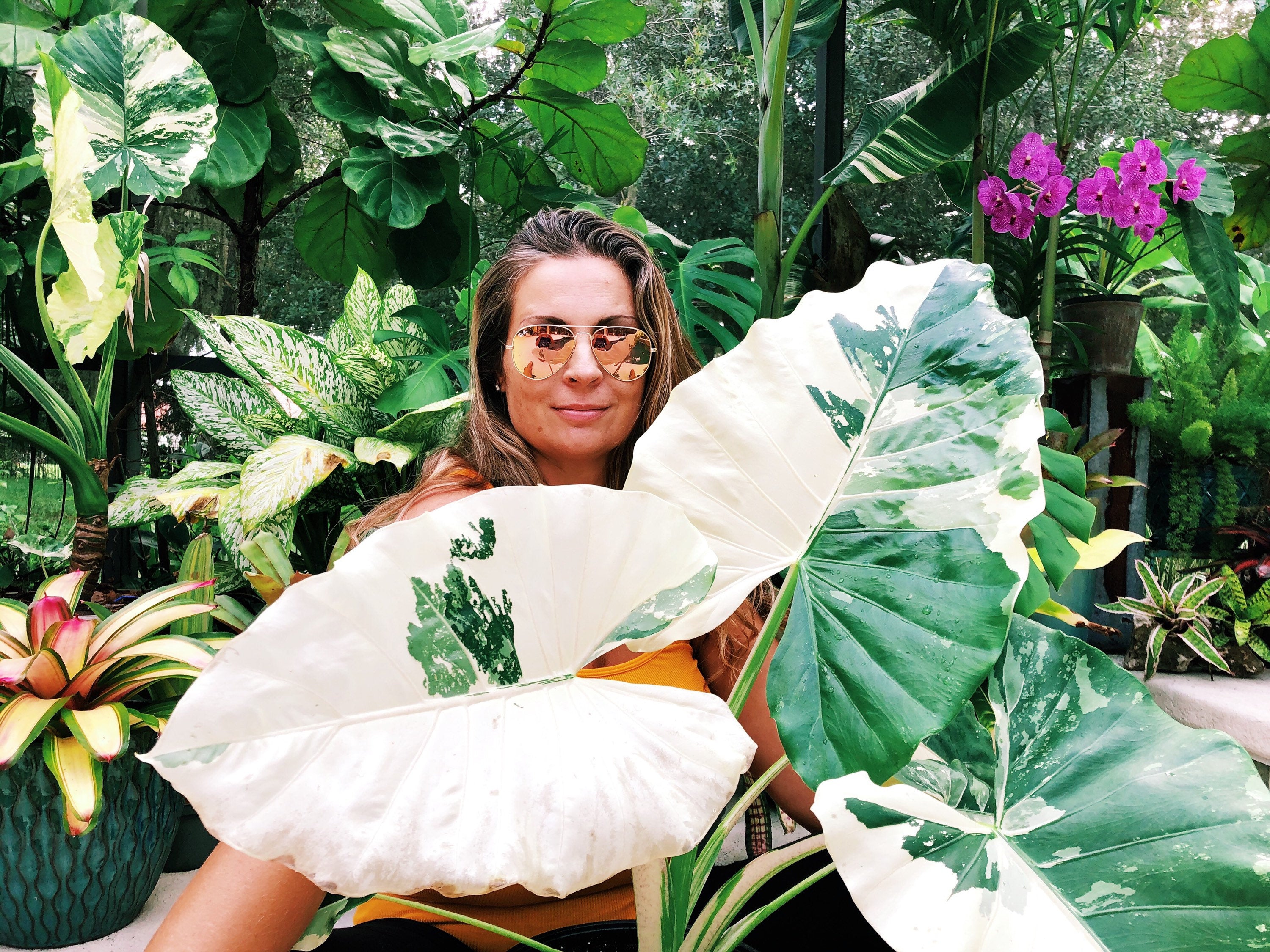 elephant ear live starter plant RARE Alocasia Heterophylla 'Dragons Breath' Baginda Jewel Elephant Ear