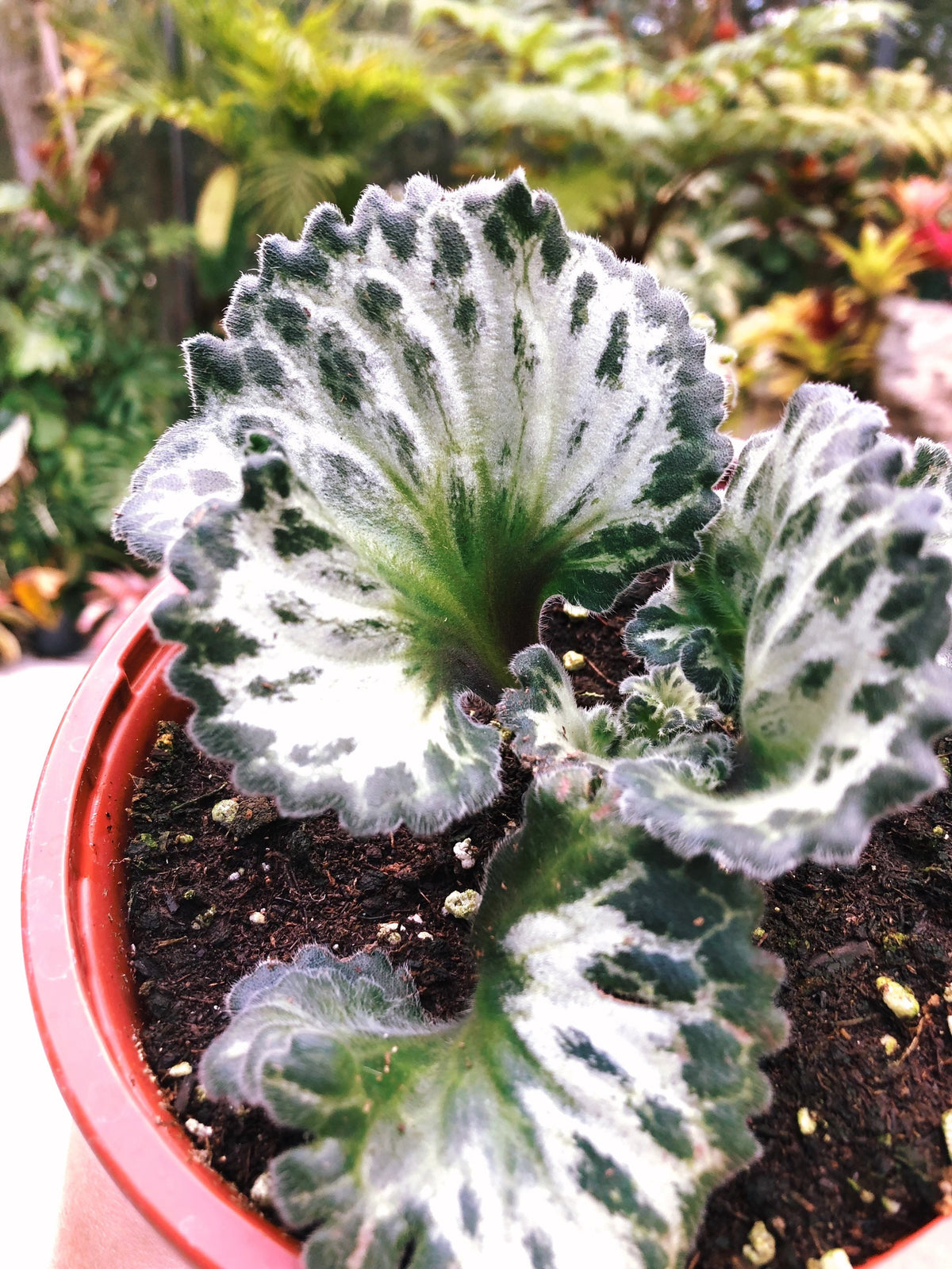 RARE Primulina Chirita ‘Curly Loki’ Gesneriad Live house plant African Violet Potted 6” Hanging Basket