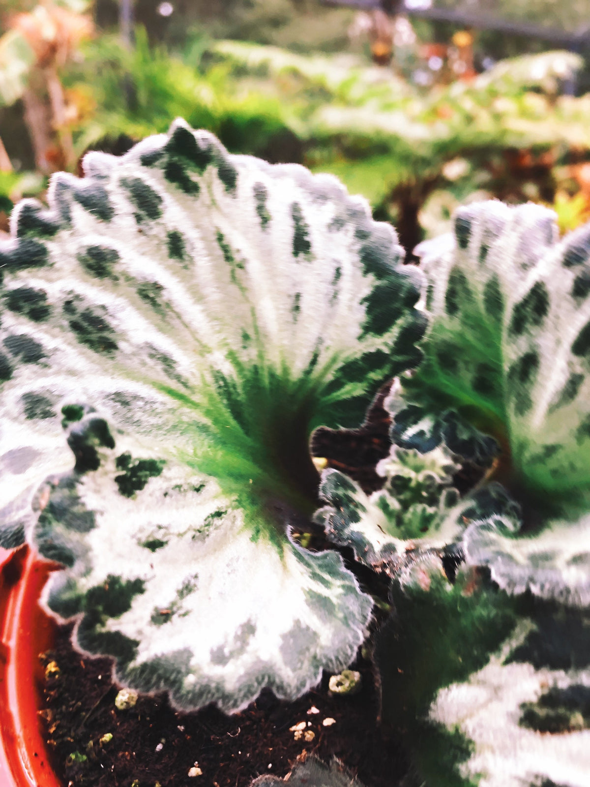 RARE Primulina Chirita ‘Curly Loki’ Gesneriad Live house plant African Violet Potted 6” Hanging Basket