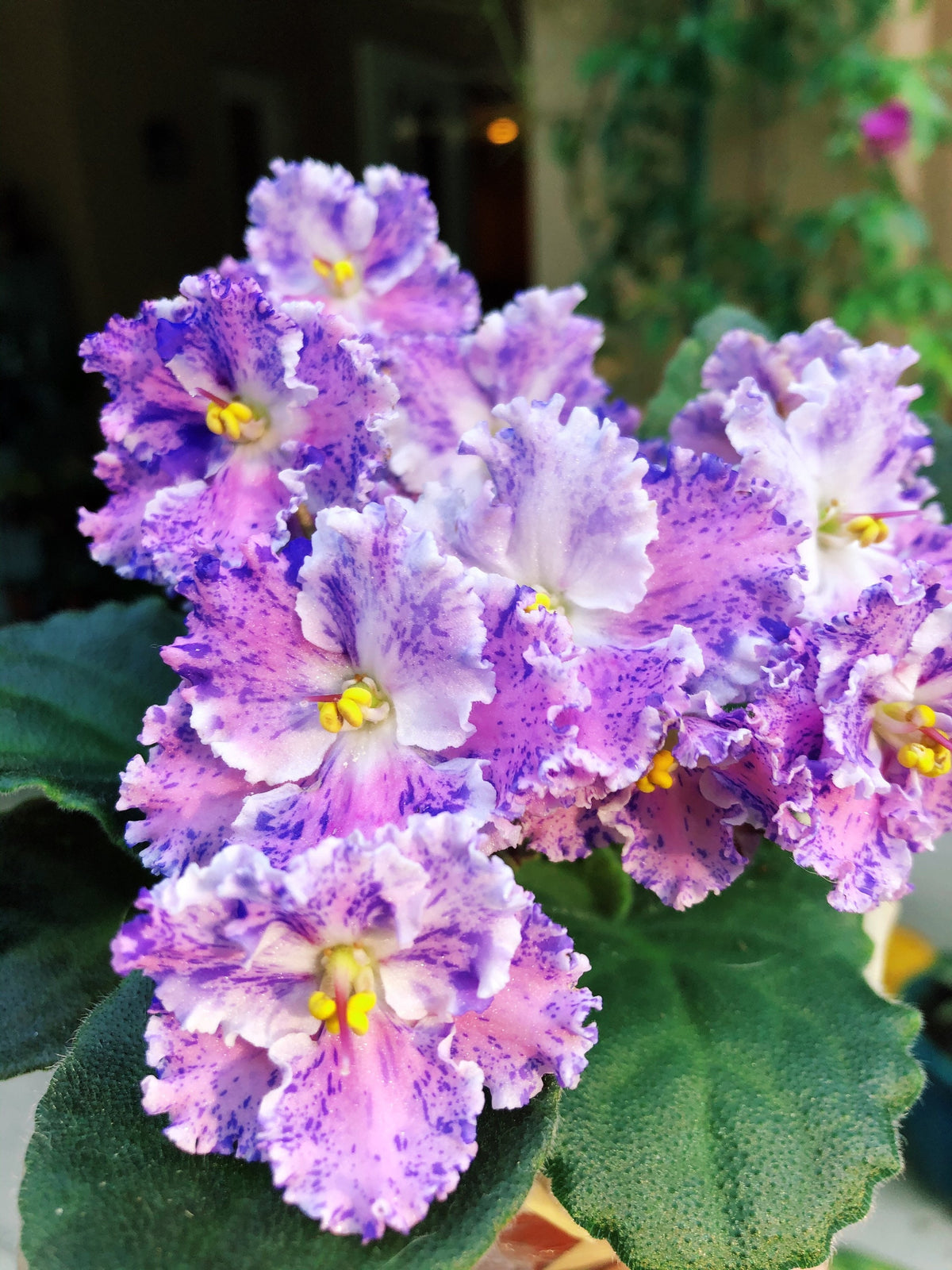 Live house plant variegated fantasy bloom African Violet Harmony’s ‘Amour Elite’ garden 4” pot flower Potted gift