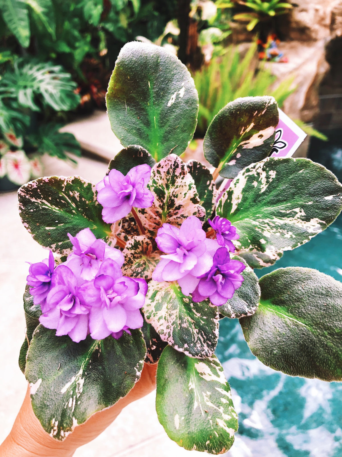 Live house plant variegated African Violet Harmonys Fishermans Paradis