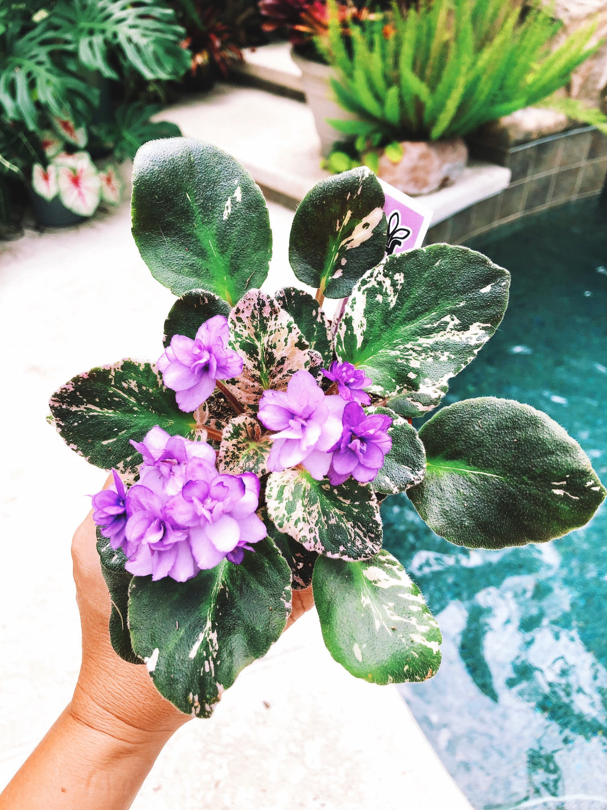 Live house plant variegated African Violet Harmonys Fishermans Paradis
