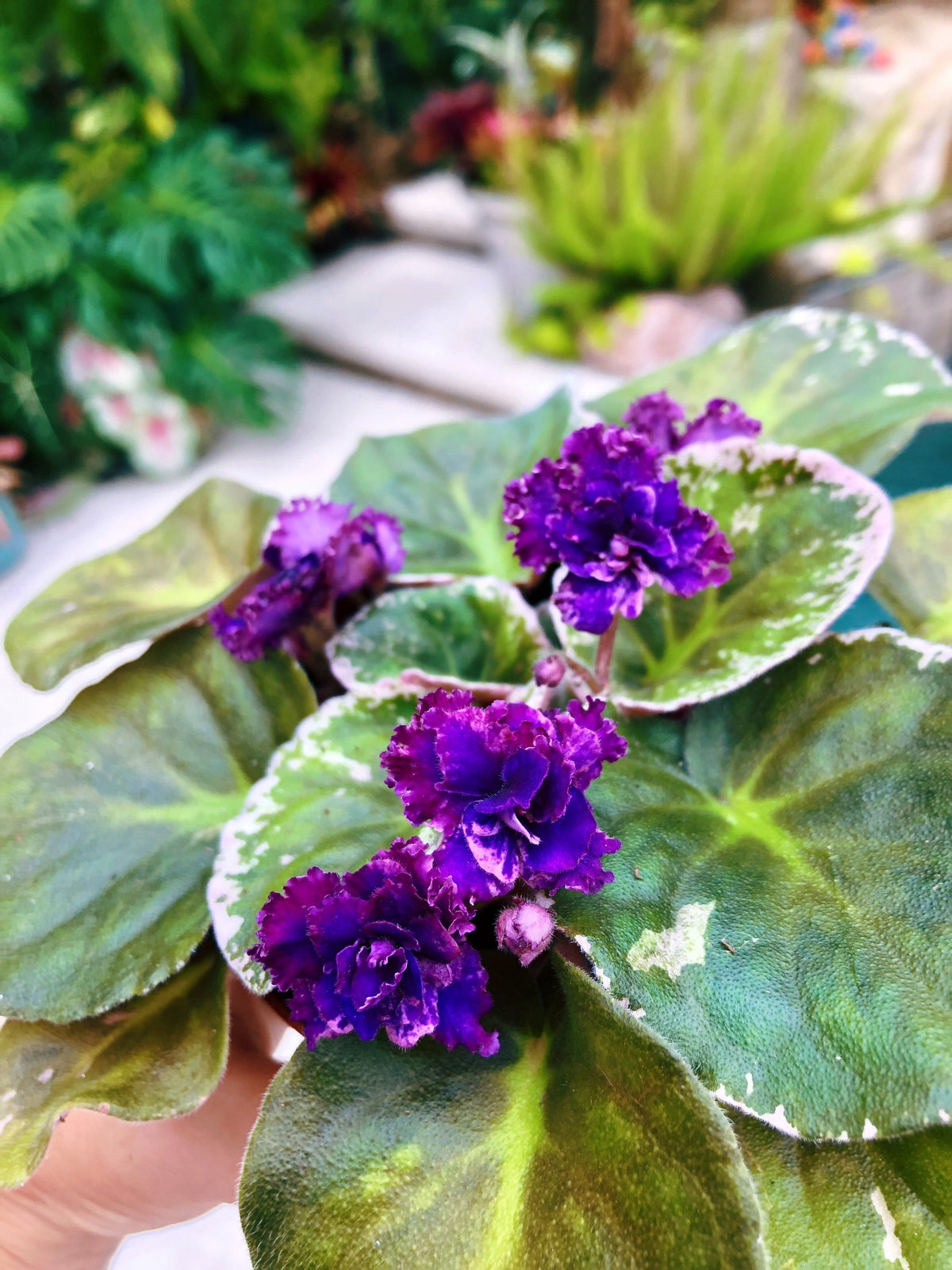 Live house plant variegated bloom African Violet ‘Lyon’s Private Dancer’ garden 4” pot flower Potted gift