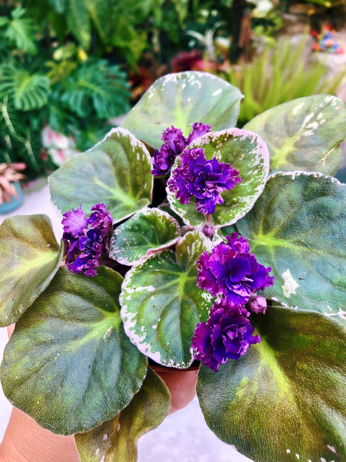 Live house plant variegated bloom African Violet ‘Lyon’s Private Dancer’ garden 4” pot flower Potted gift