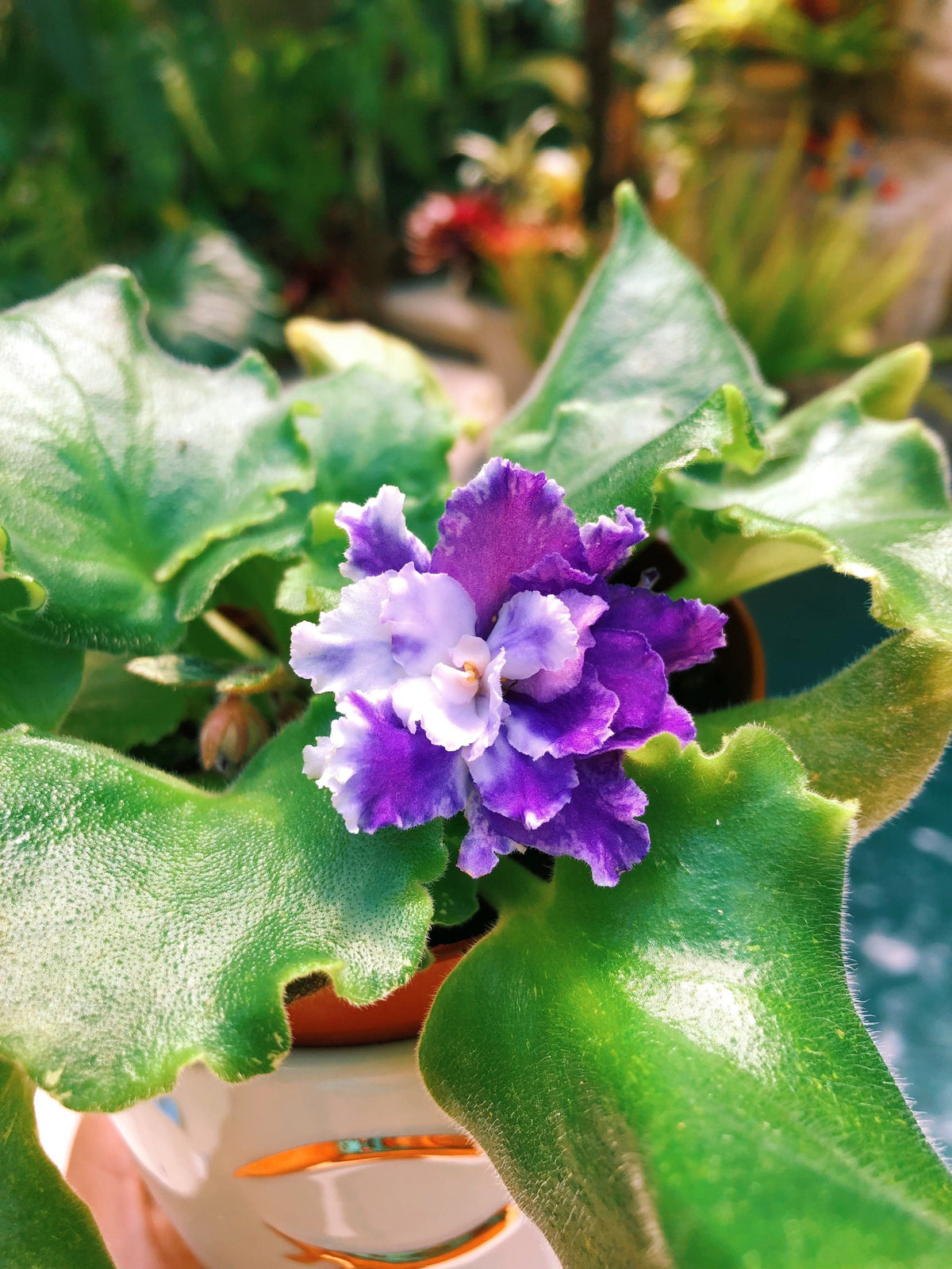 Live house plant variegated bloom African Violet ‘Harmony’s Dancing Fool’ garden 4” flower Potted gift