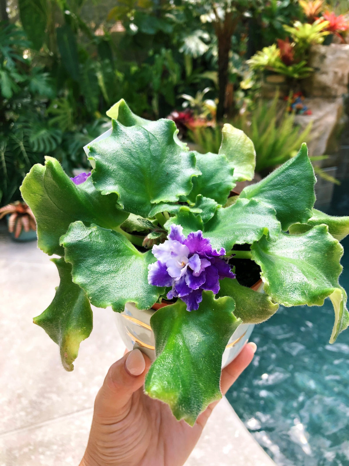 Live house plant variegated bloom African Violet ‘Harmony’s Dancing Fool’ garden 4” flower Potted gift