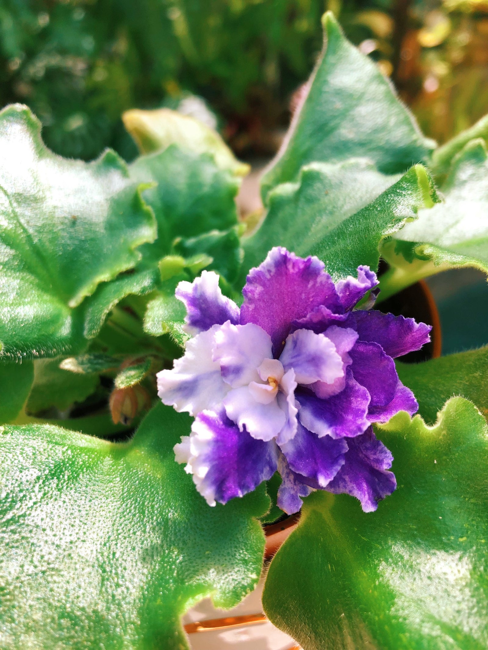 Live house plant variegated bloom African Violet ‘Harmony’s Dancing Fool’ garden 4” flower Potted gift