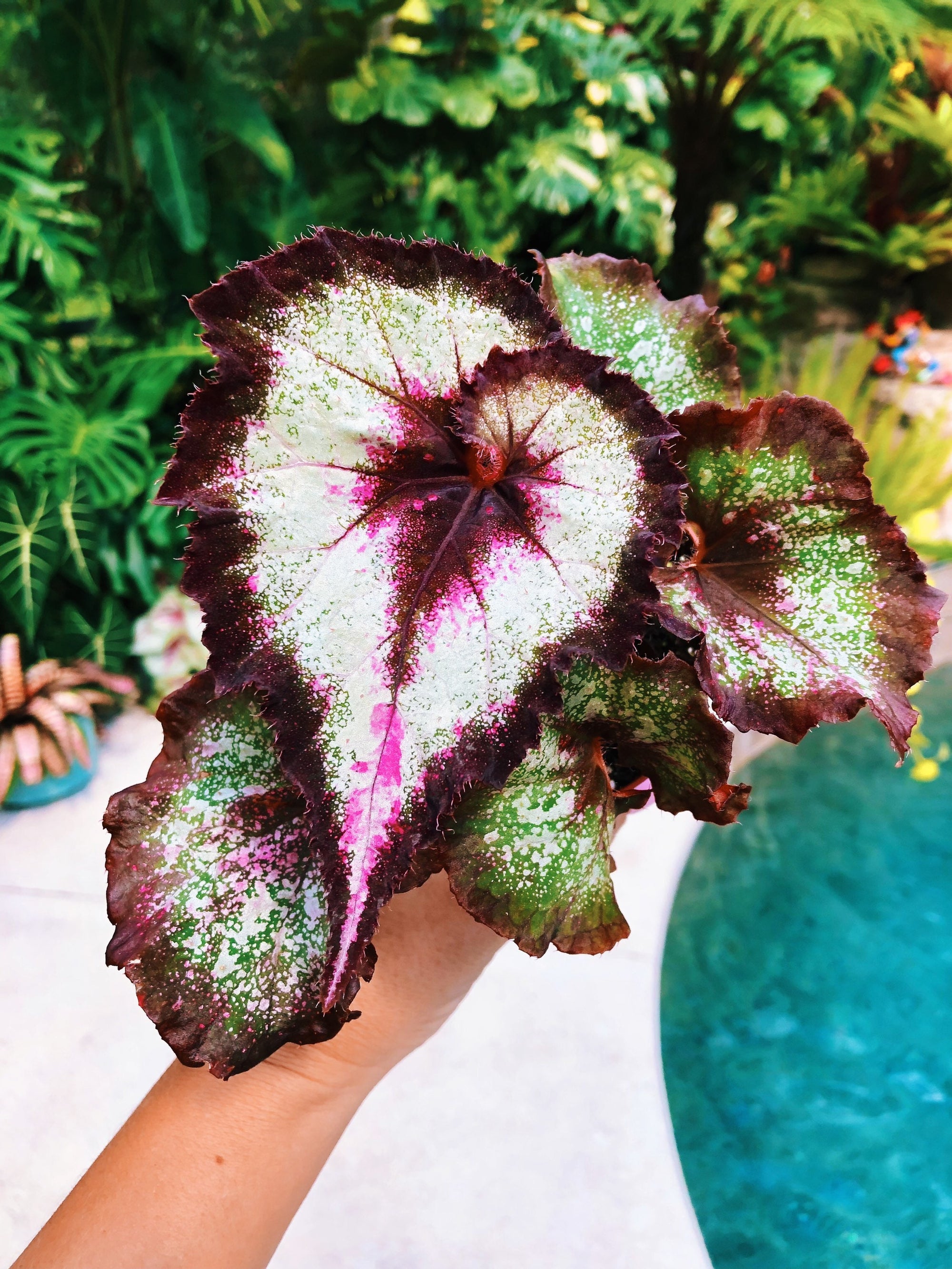 RARE Rex Begonia New ‘Harmony’s Later Gator’ Pink Variegated Live House Plant Potted 4” gift