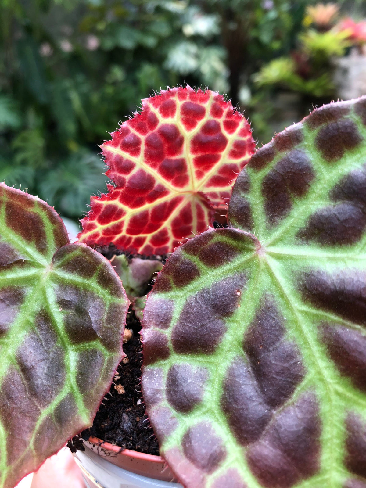 Begonia Rajah Live House Plant Potted terrarium vivarium 4 gift