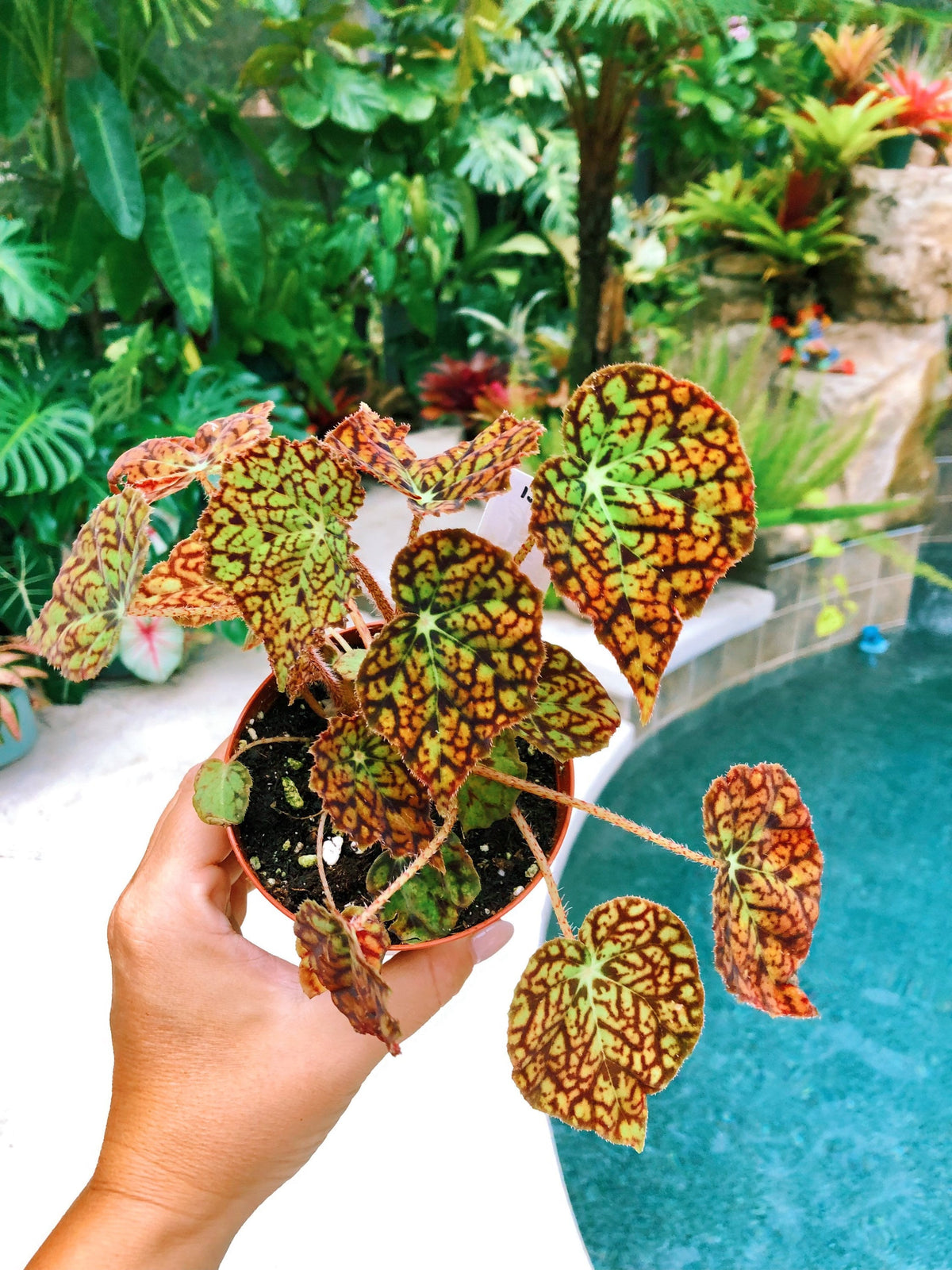 RARE Rex Begonia Harmonys Hot Spot Live House Plant Potted 4” pot gift