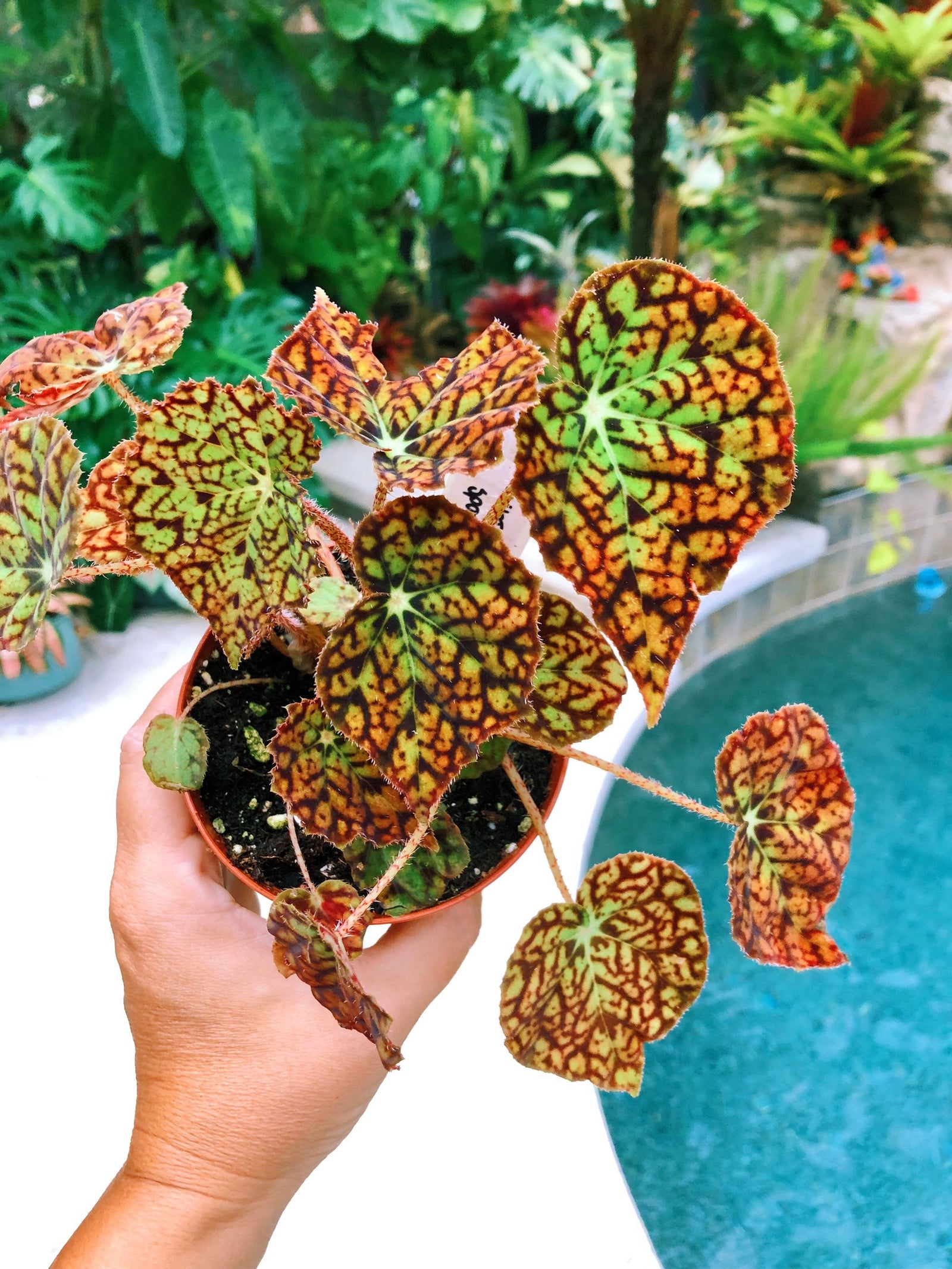 RARE Rex Begonia Harmonys Hot Spot Live House Plant Potted 4” pot gift
