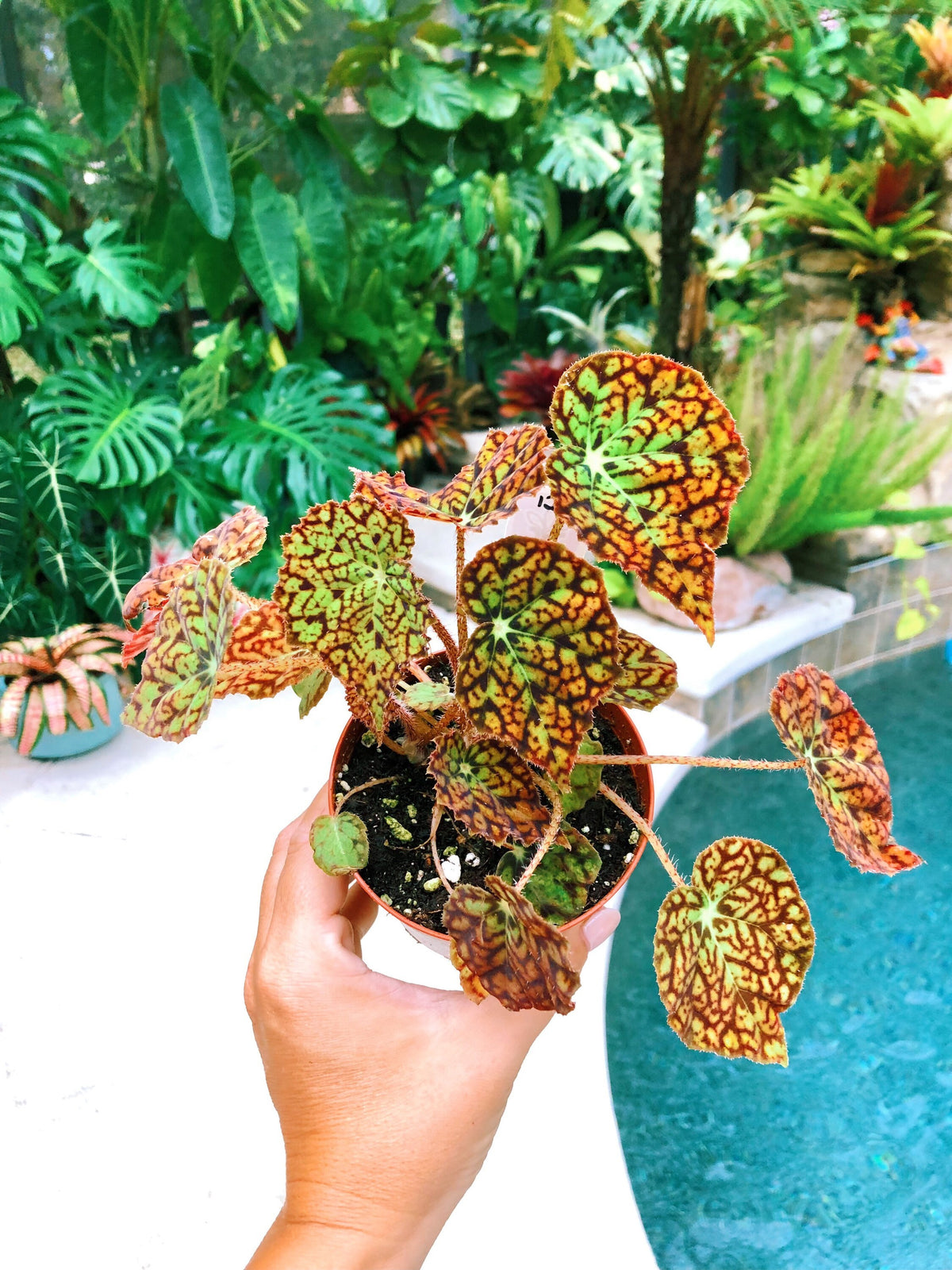 RARE Rex Begonia Harmonys Hot Spot Live House Plant Potted 4” pot gift