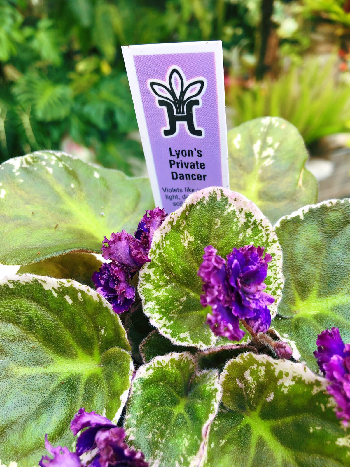 Live house plant variegated bloom African Violet ‘Lyon’s Private Dancer’ garden 4” pot flower Potted gift